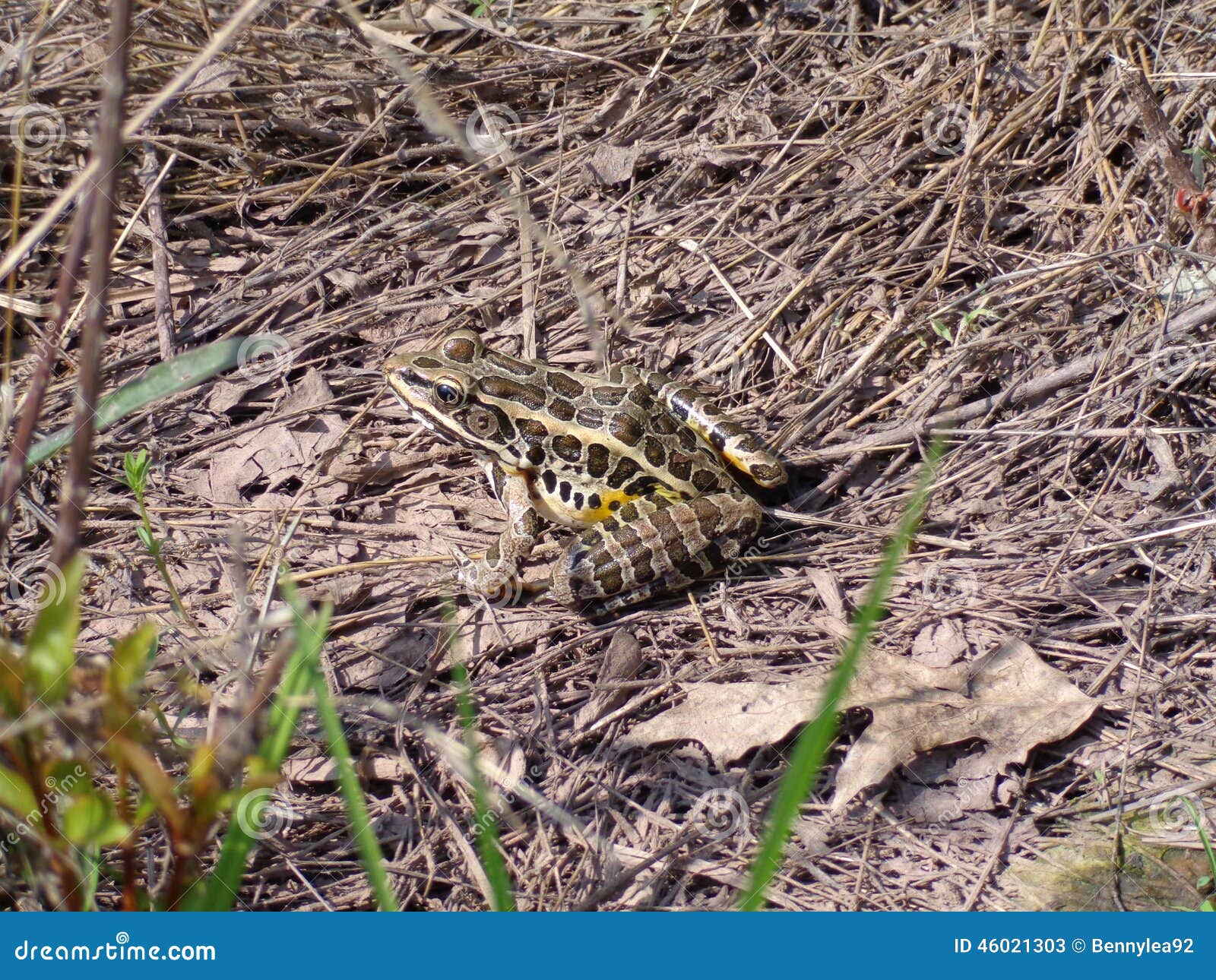 Rana en la hierba. Rana en el pequeño remiendo de la hierba secada cerca de un lago en una montaña en el bosque