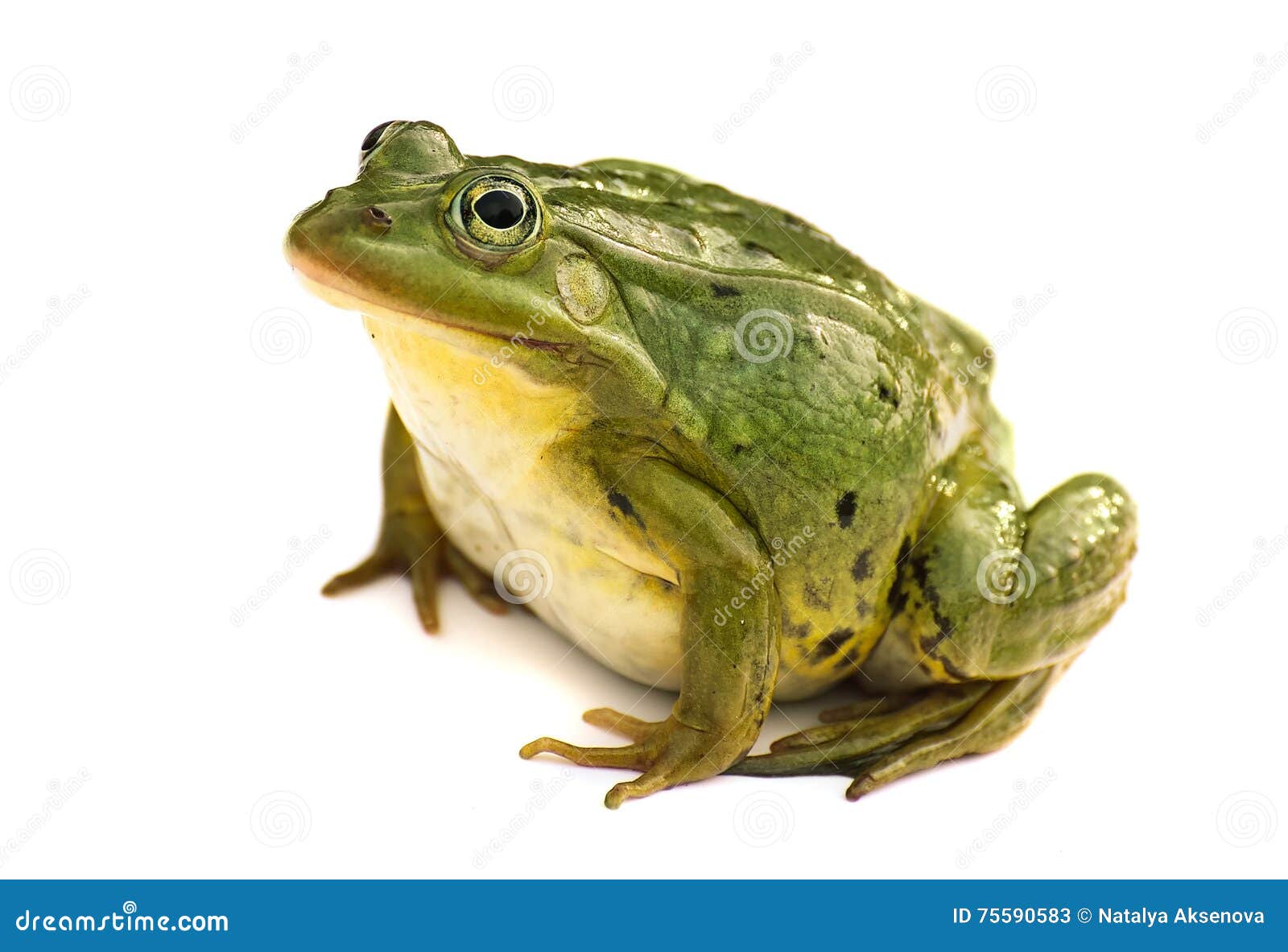 rana esculenta. green ,european or water, frog on white background.