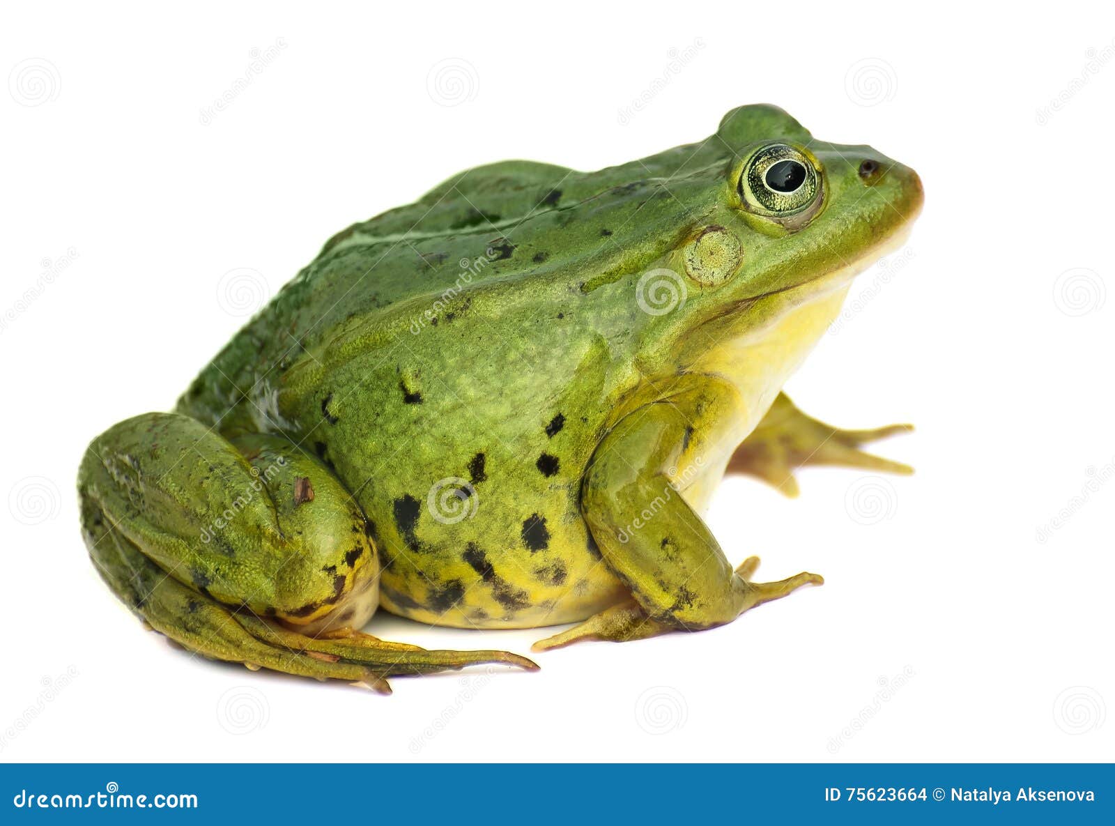 Rana Esculenta. Green ,European or Water, Frog on White Background