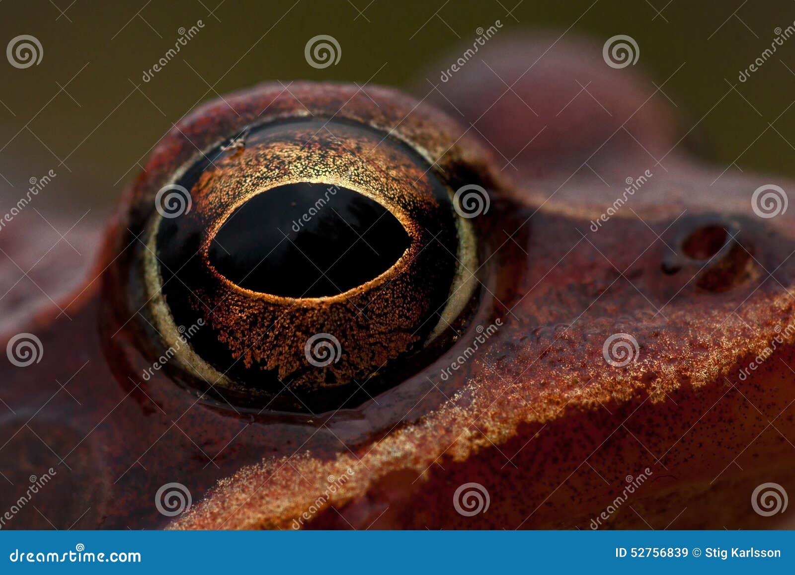 rana temporaria, common frog ....deep red variant