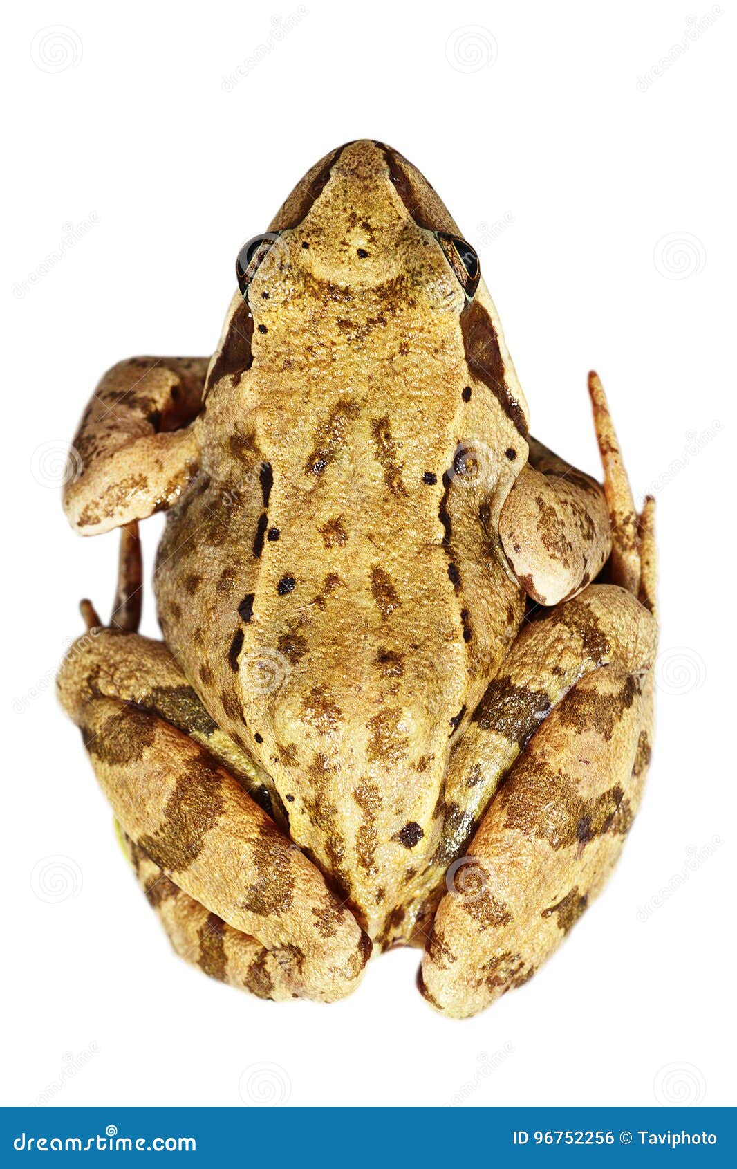 rana temporaria over white background