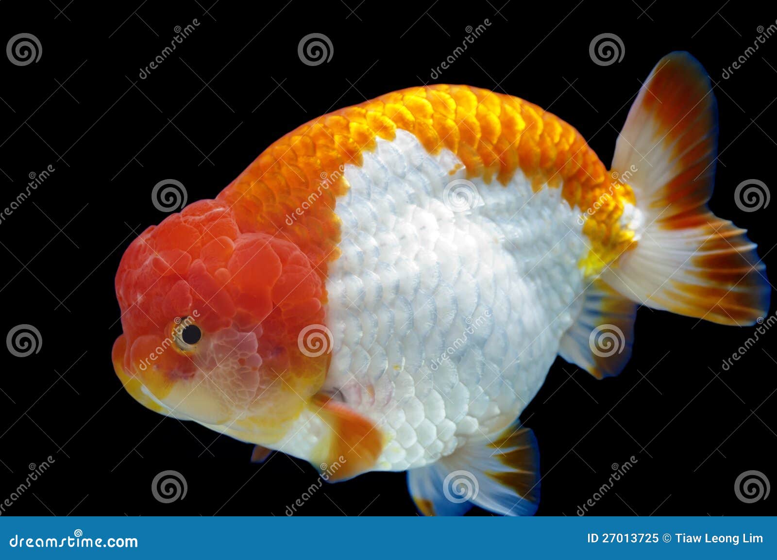 Lionhead Goldfish Ranchu Tank Stock Photos - Free & Royalty-Free