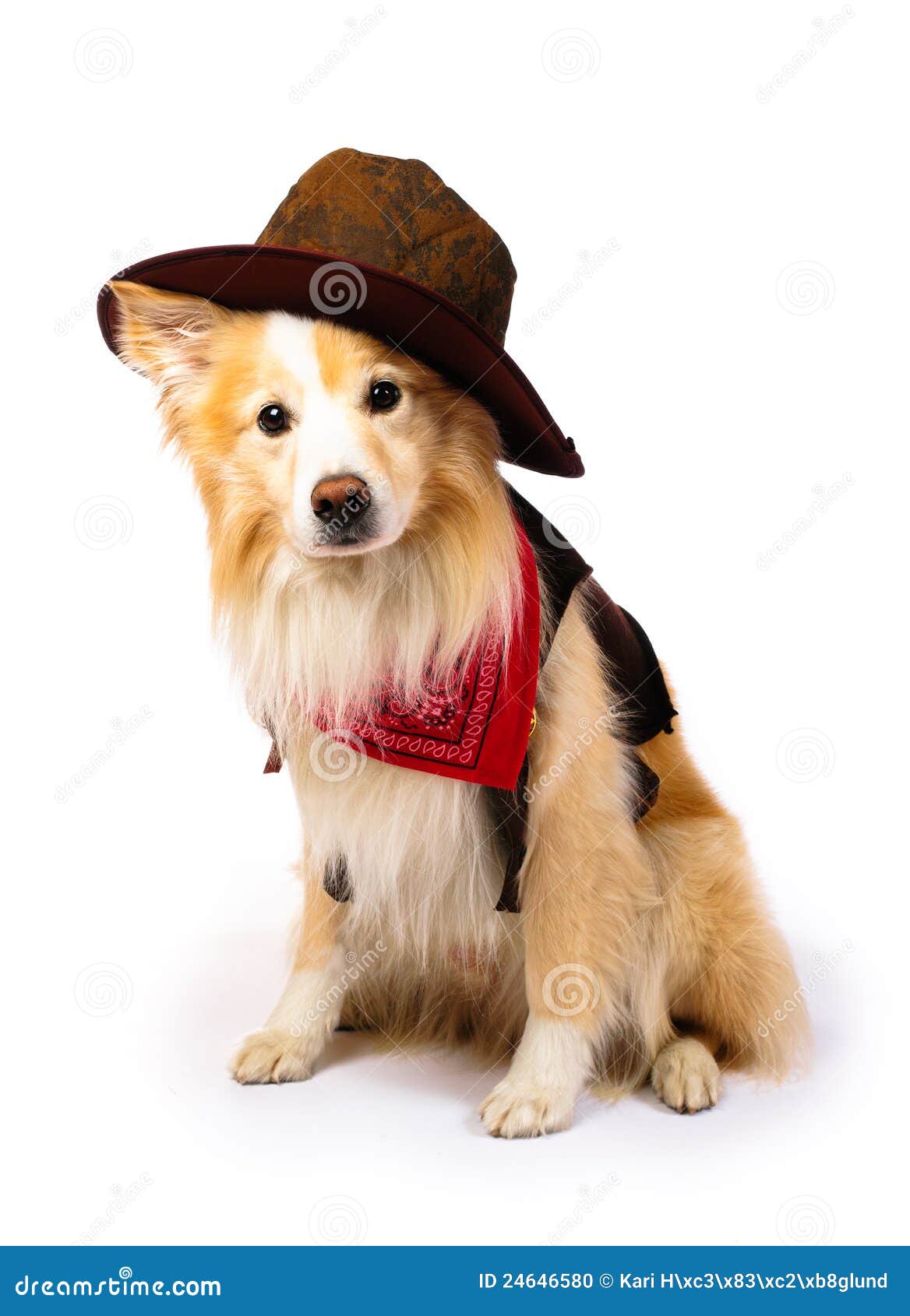 Rand-Collie-Cowboy. Hund gekleidet mit einem Cowboykostüm