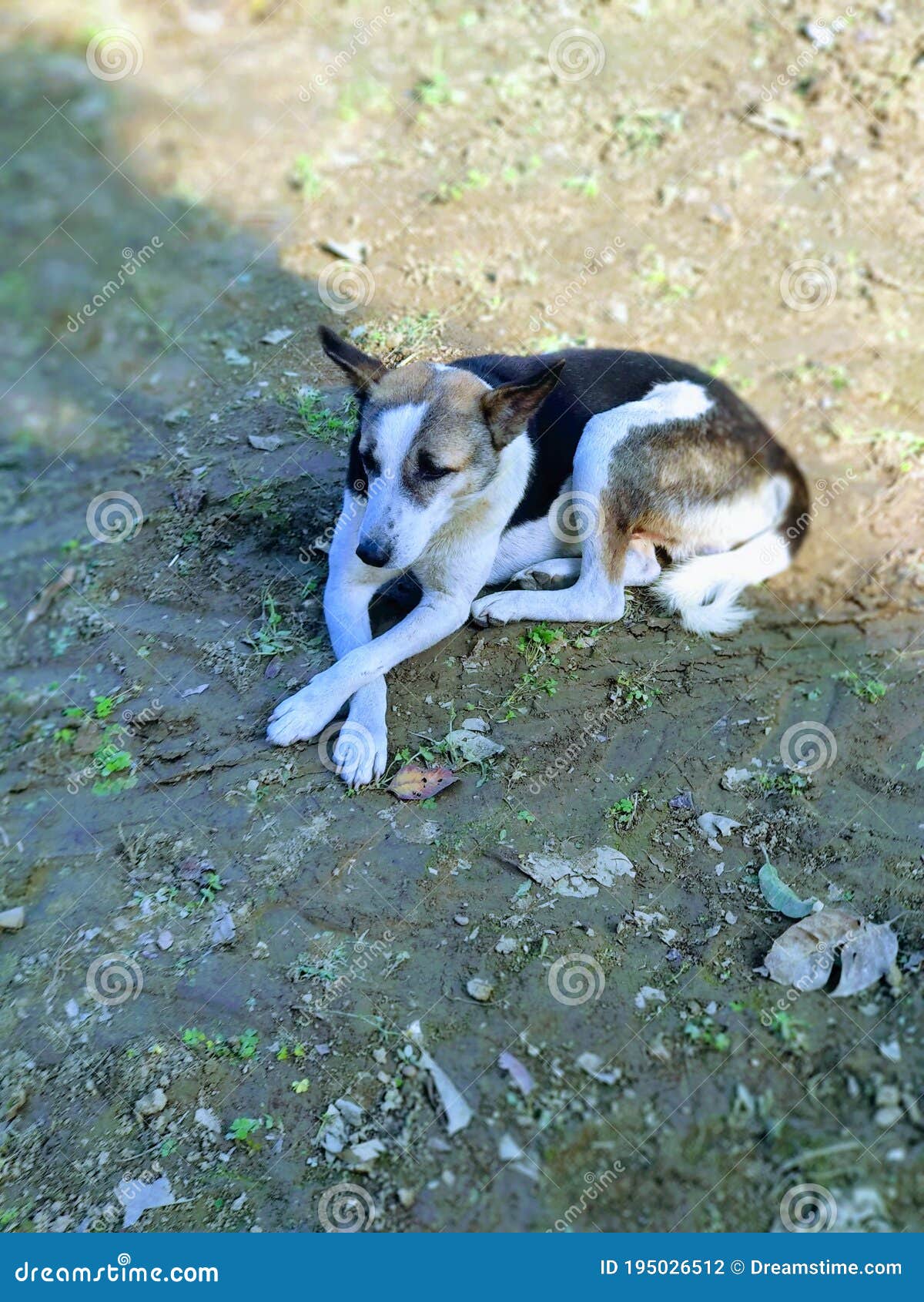 Random Dog stock photo. Image of clicks, dogs, random 195026512