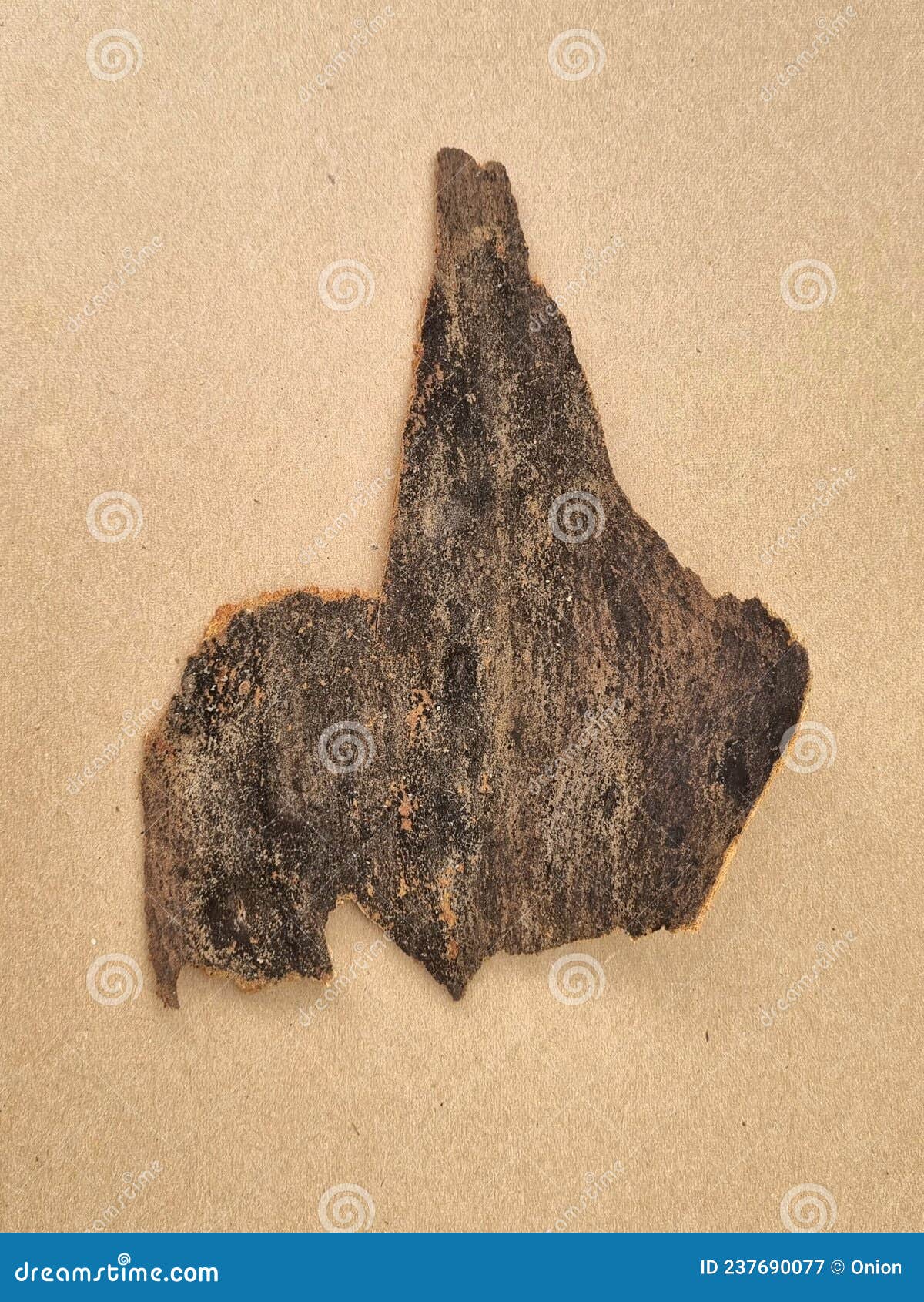 weathered treebark from a large tree