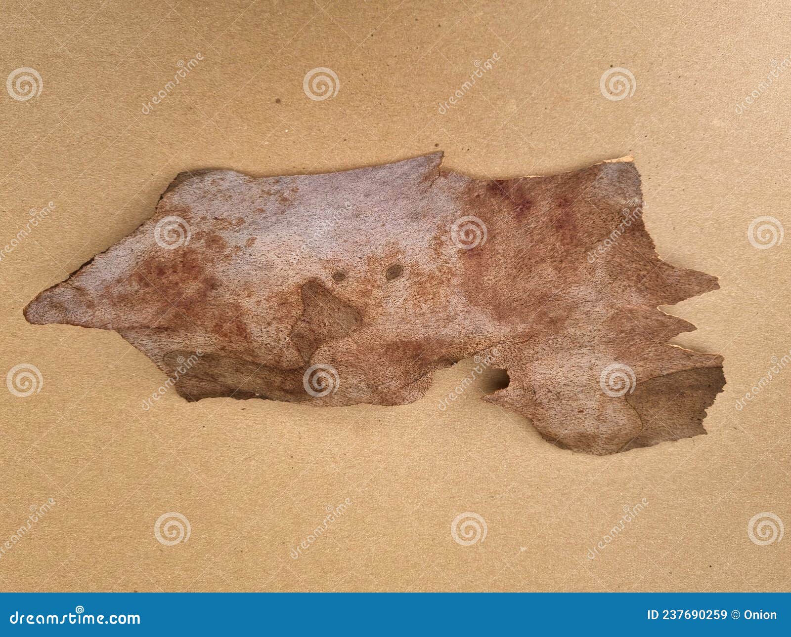 weathered treebark from a large tree