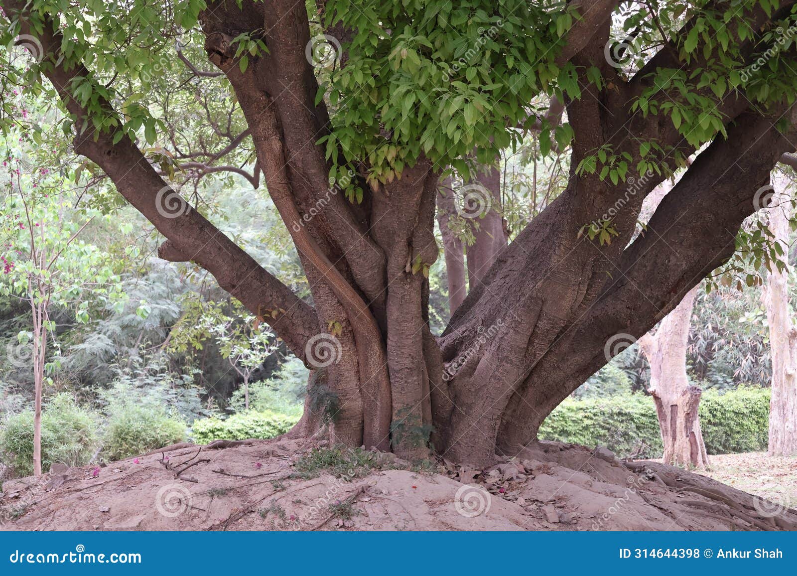 random tree picture at delhi zoological park india