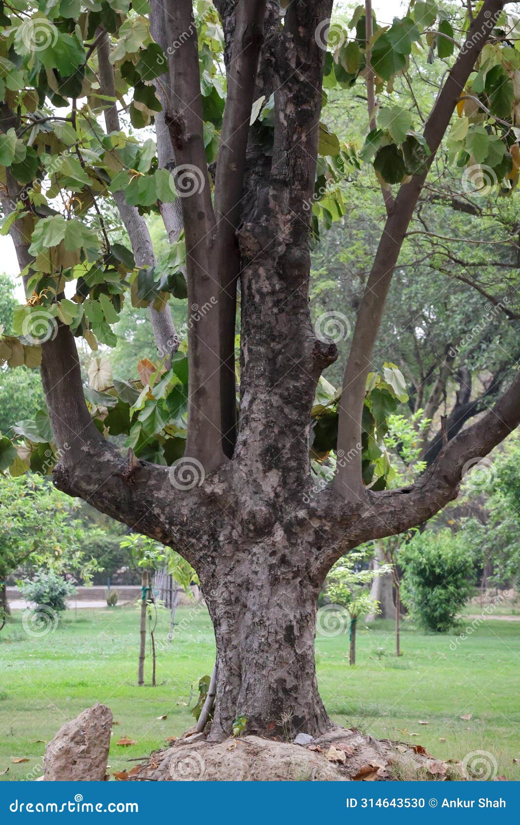 beautiful multi trunk tree picture at delhi zoological park india