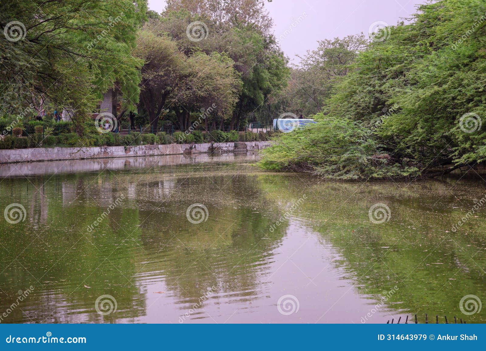 random tree picture at delhi zoological park india surrounded with water body