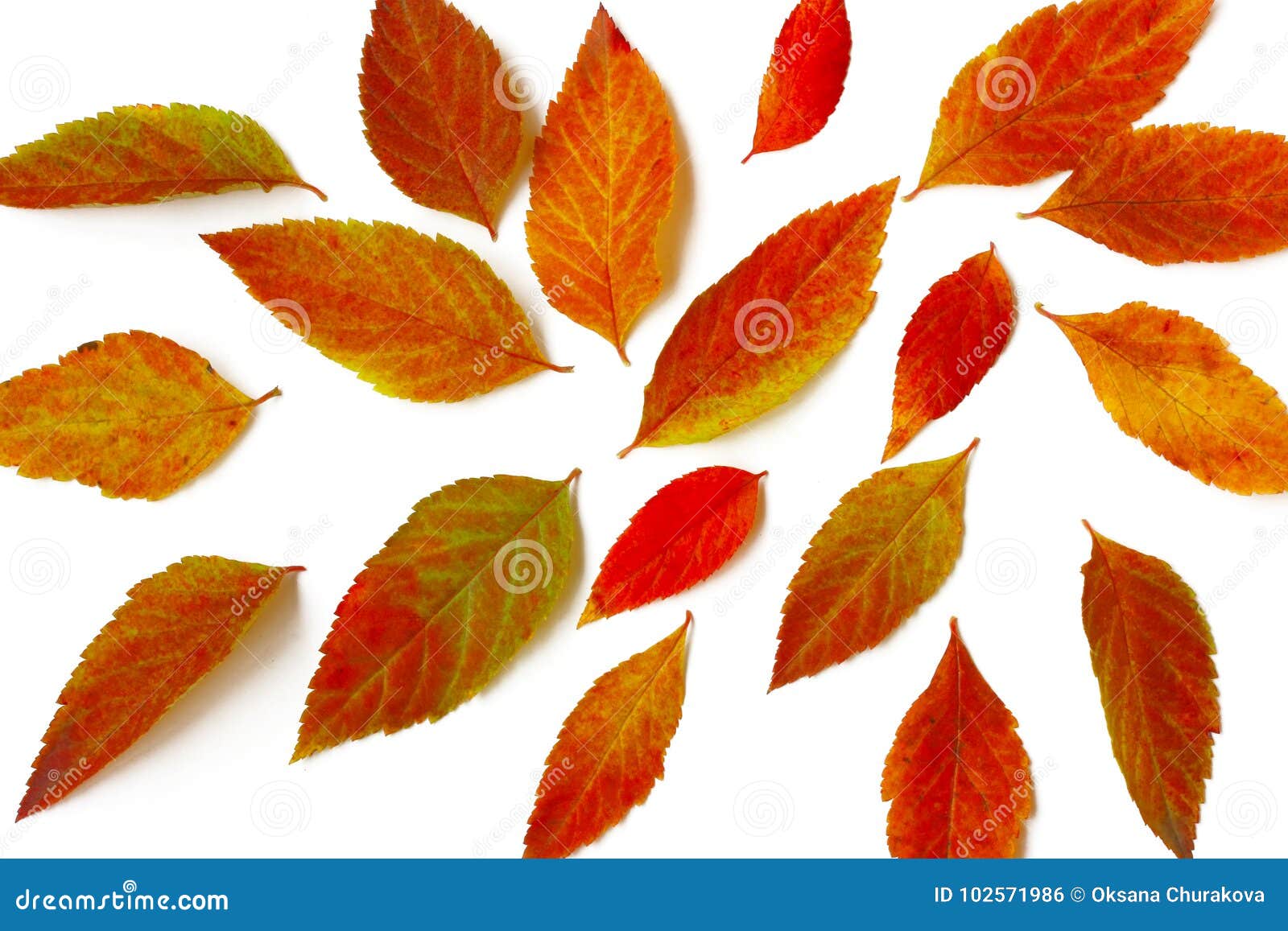 Randomly Scattered Bright Autumn Leaves Stock Photo - Image of ...