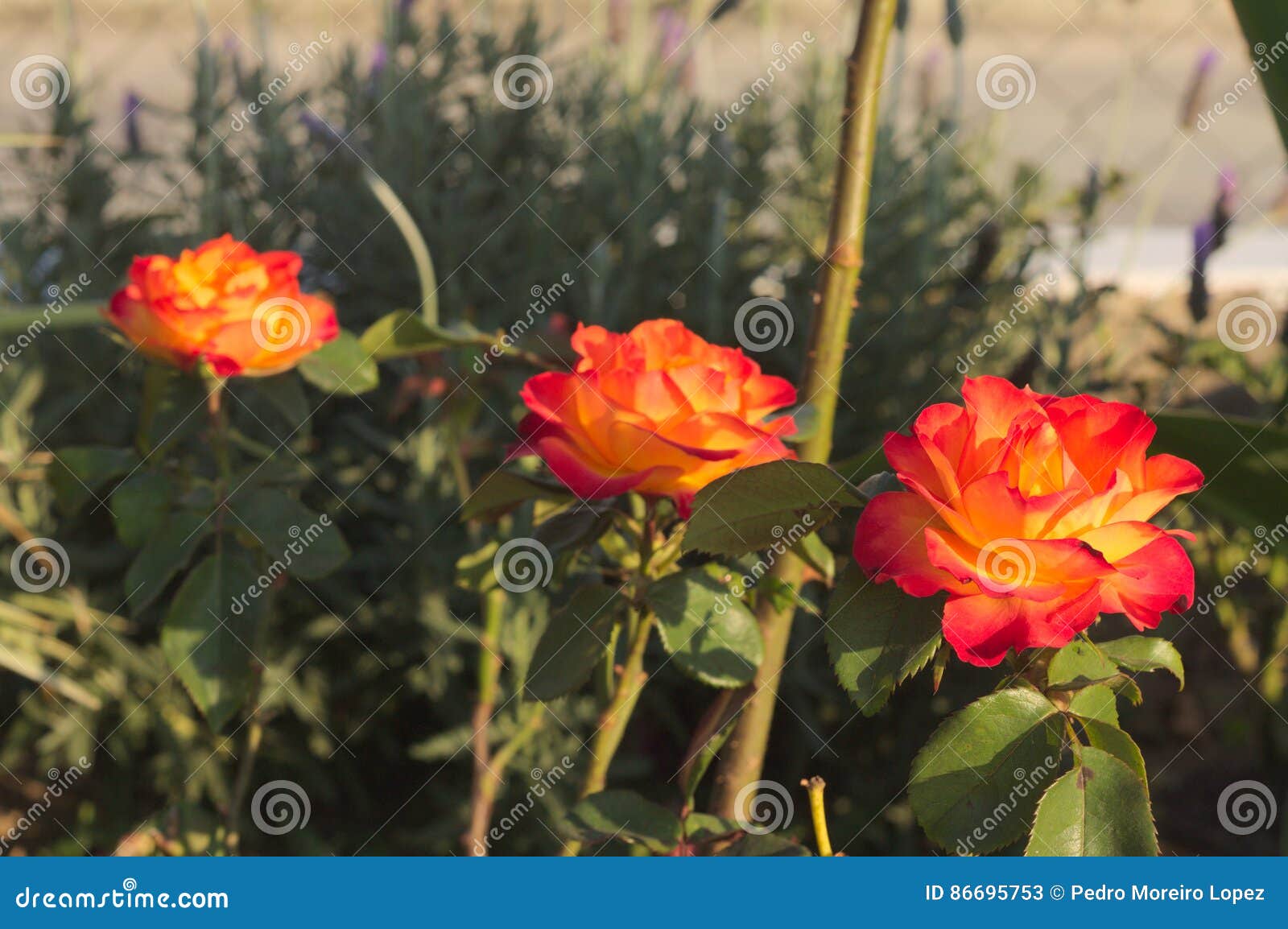 Randy rose 3 stock image. Image of garden, orange, randy 86695753