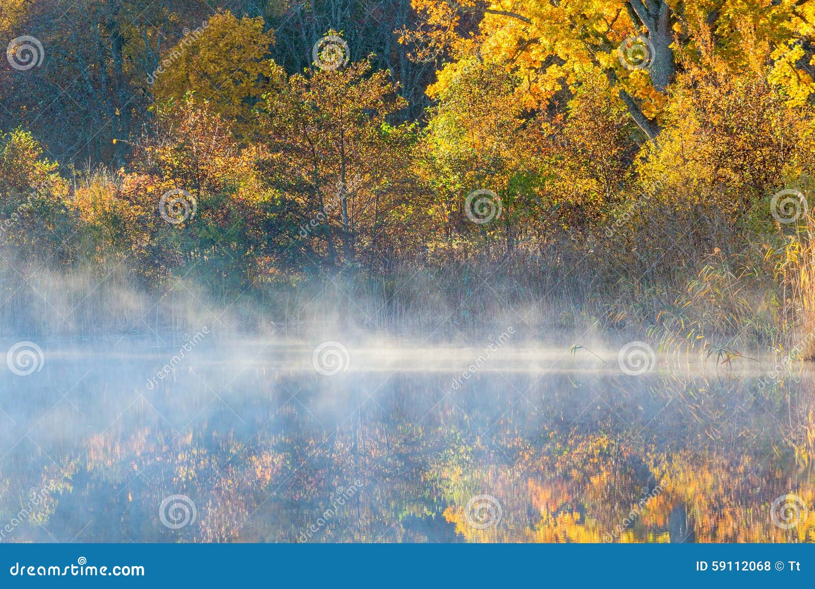 Ranek mgła przy plażą i jesienią barwi w lesie
