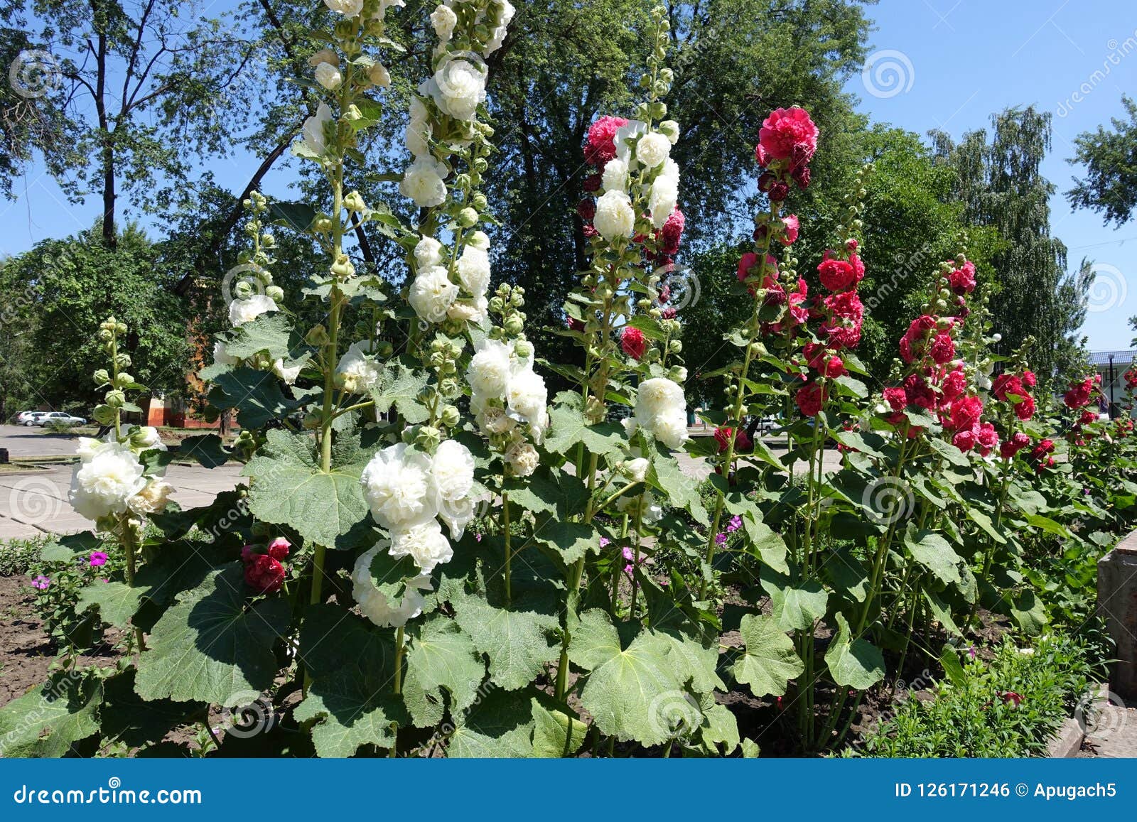 Rangée De La Rose Trémière Double-fleurie Blanche Et Rouge En Fleur Photo  stock - Image du ligne, commun: 126171246