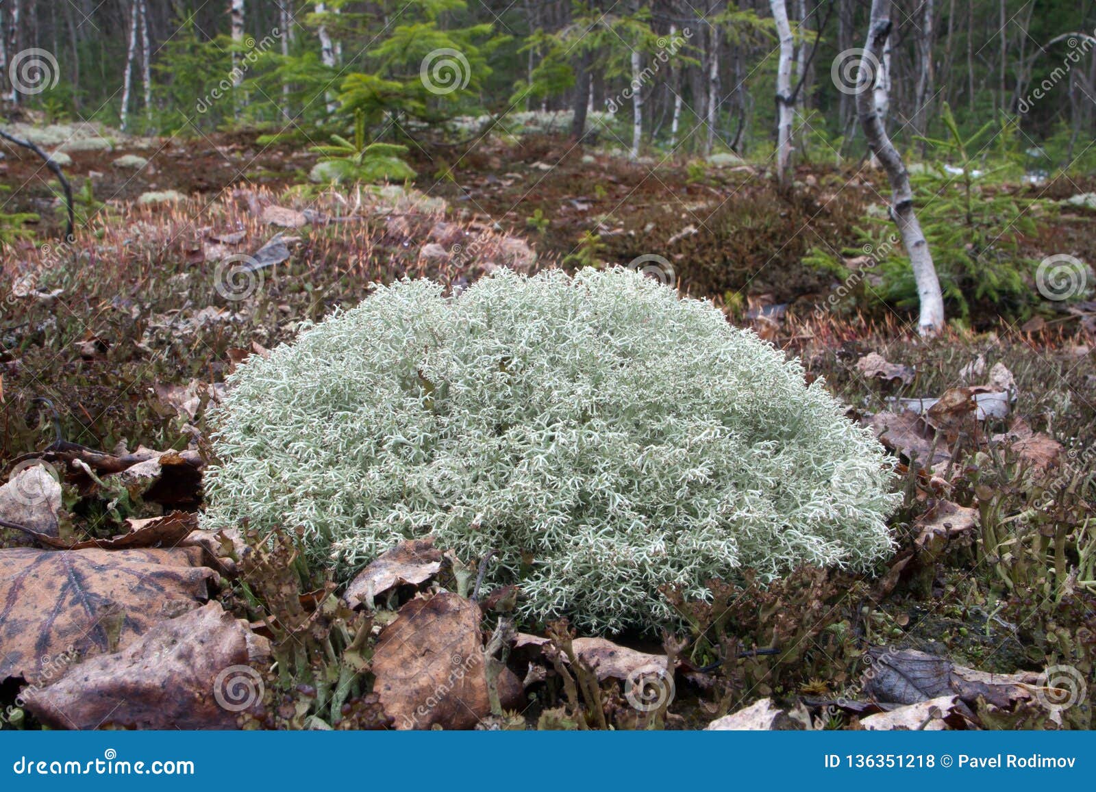 https://thumbs.dreamstime.com/z/rangiferina-cladonia-%D0%BD%D0%B0-%D0%BF%D0%BE%D0%BB%D0%B5-%D0%BB%D0%B5%D1%81%D0%B0-136351218.jpg