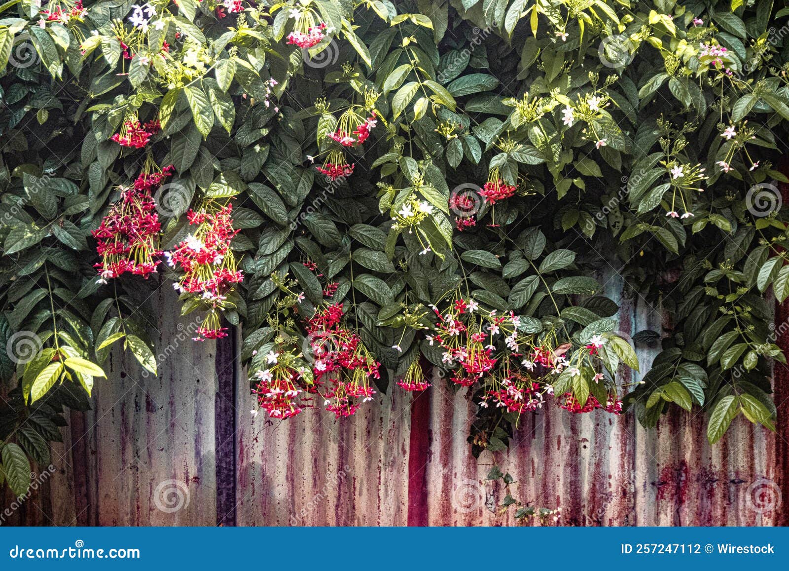 Rangoon Creeper Flowers on a Wall Stock Photo Image of plant, park