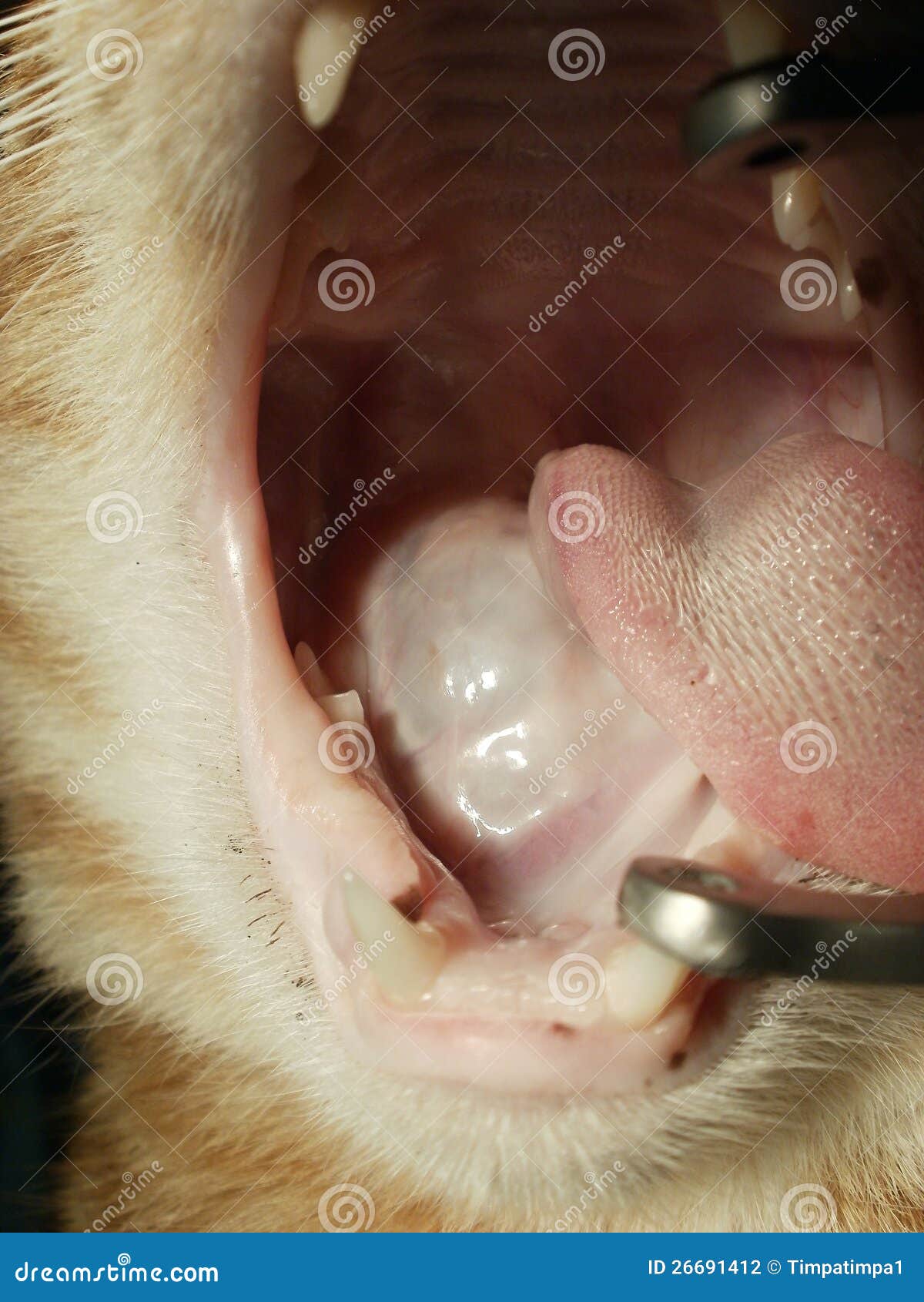 Ranula in bocca del gatto. fotografia stock. Immagine di bocca 26691412