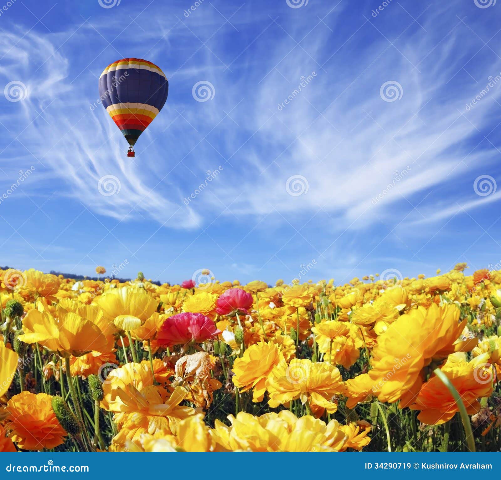 Ranunculus asiaticus stock afbeelding. Image of lente - 34290719