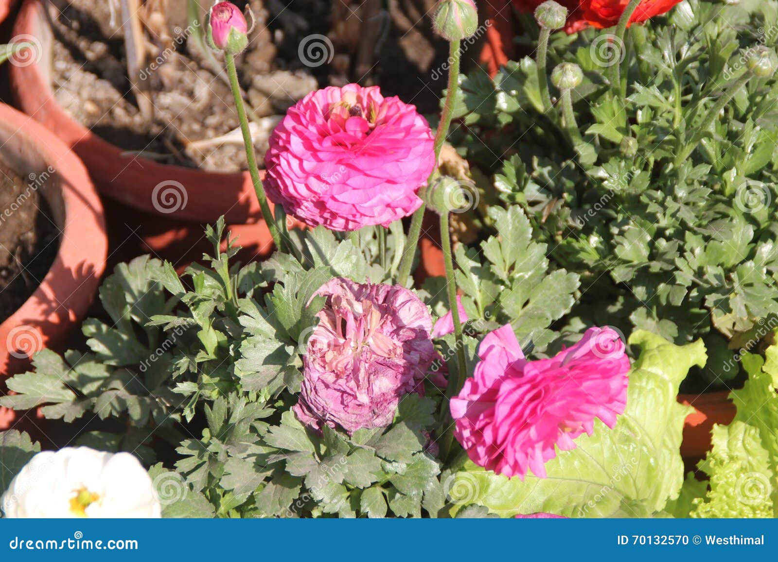 Ranunculus Asiaticus, Perzische Boterbloem Stock Foto - Image of ...