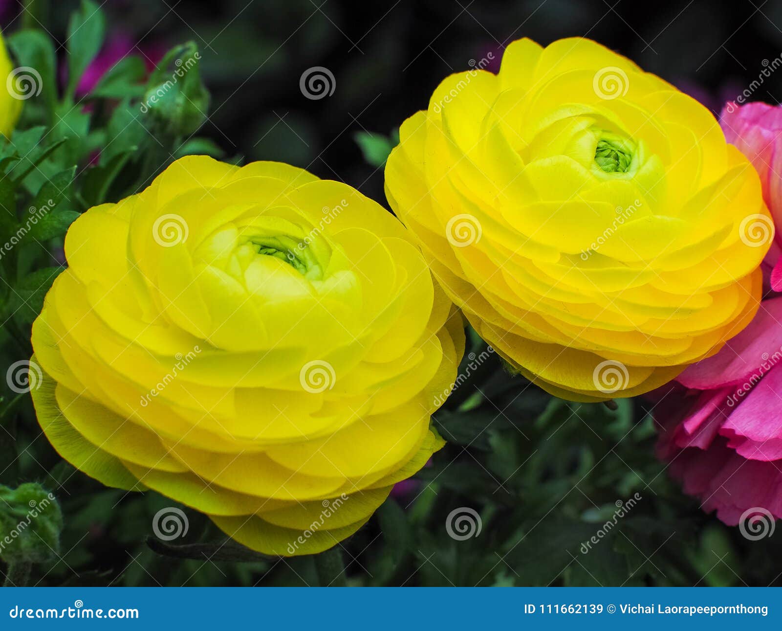 Ranunculus Asiaticus Yellow in the Rose Garden. Stock Image - Image of ...