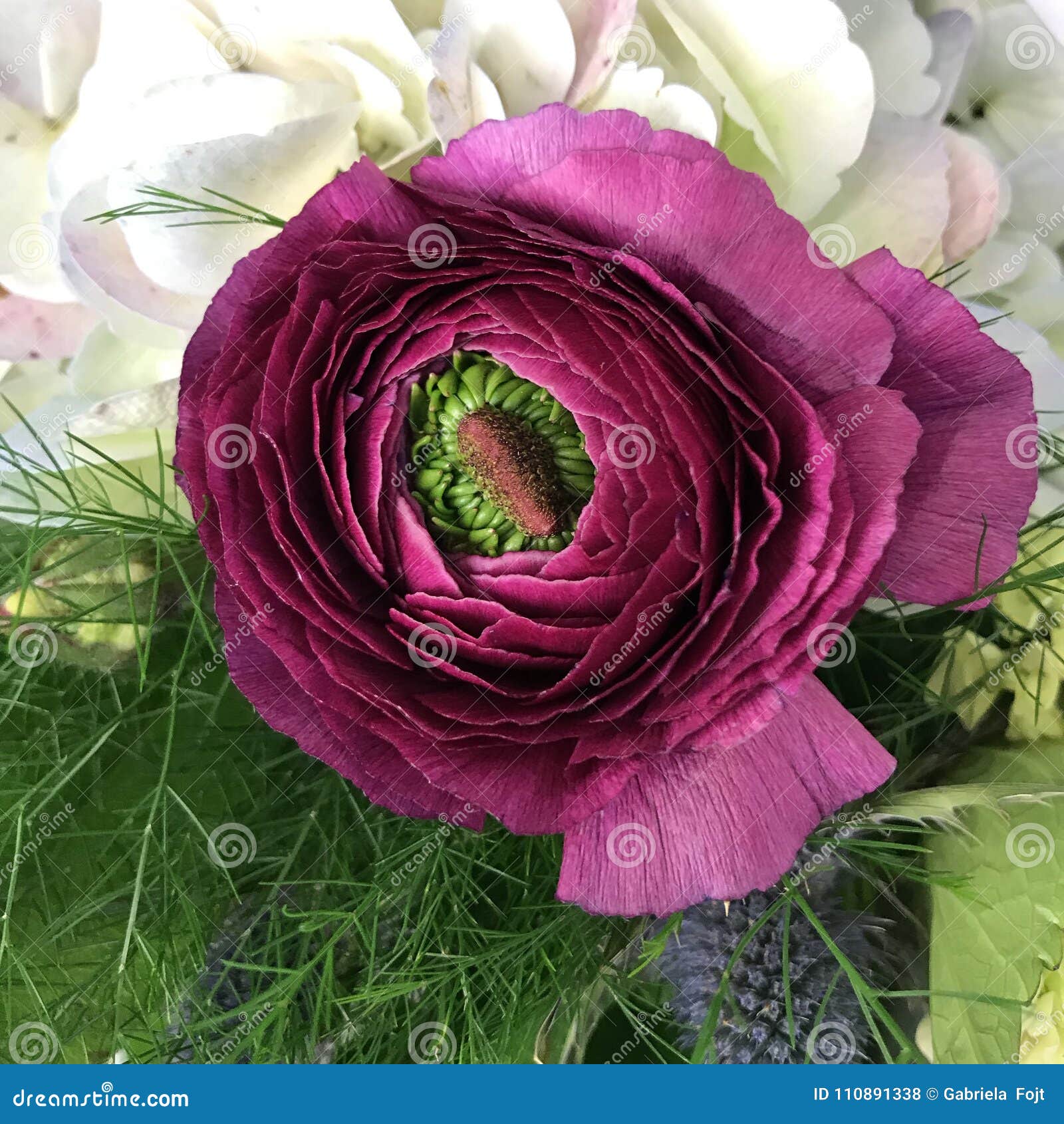Ranunculus Flower Stock Photo Image Of Flower Green 110891338