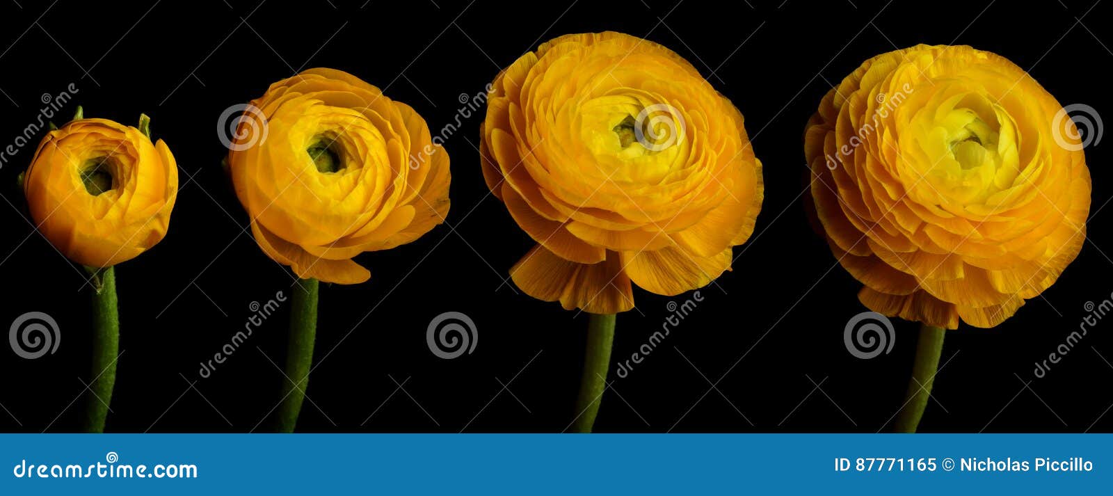 ranunculus flower series