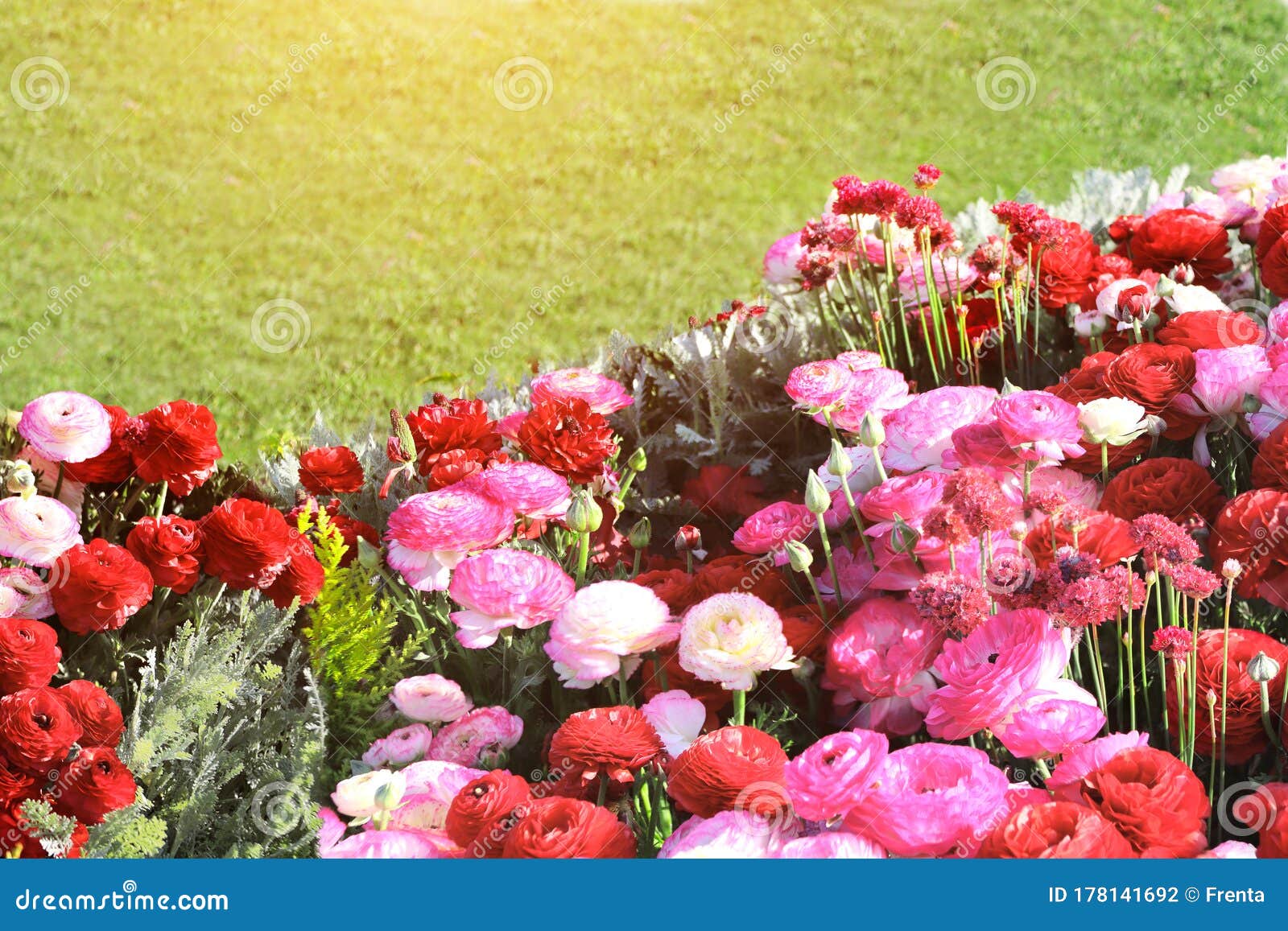Ranunculus Flowers On Flowerbed Stock Photo Image Of Meadow Garden 178141692
