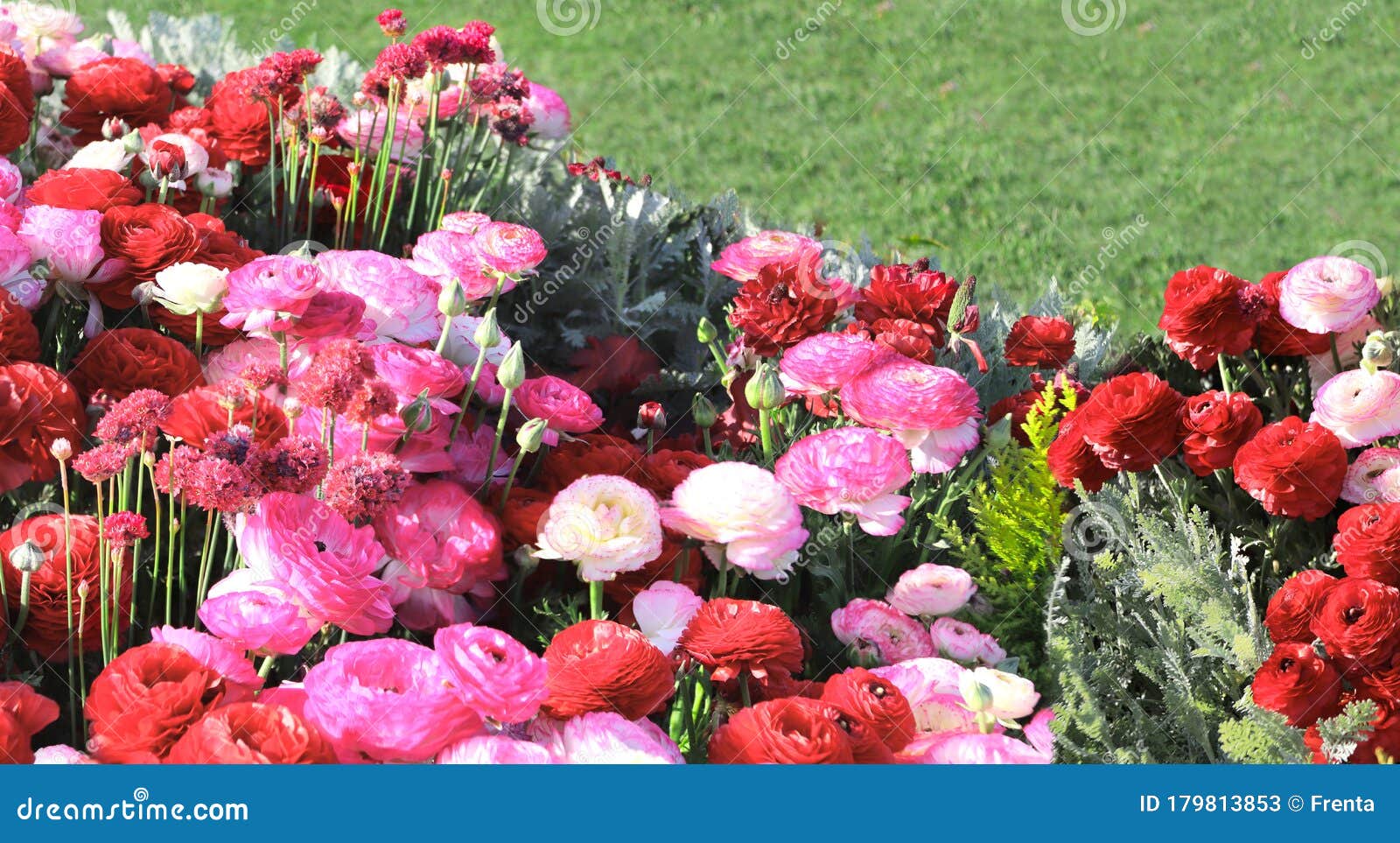 Ranunculus Flowers On Flowerbed Stock Image Image Of Blooming Blossoming 179813853