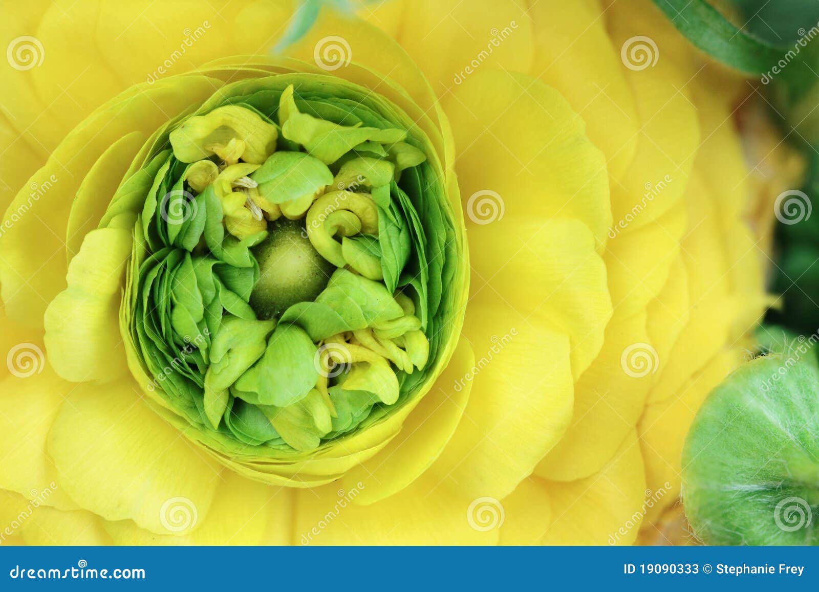 Ranunculus giallo. Macro di bello fiore del Ranunculus del yallow. Extrem DOF poco profondo.