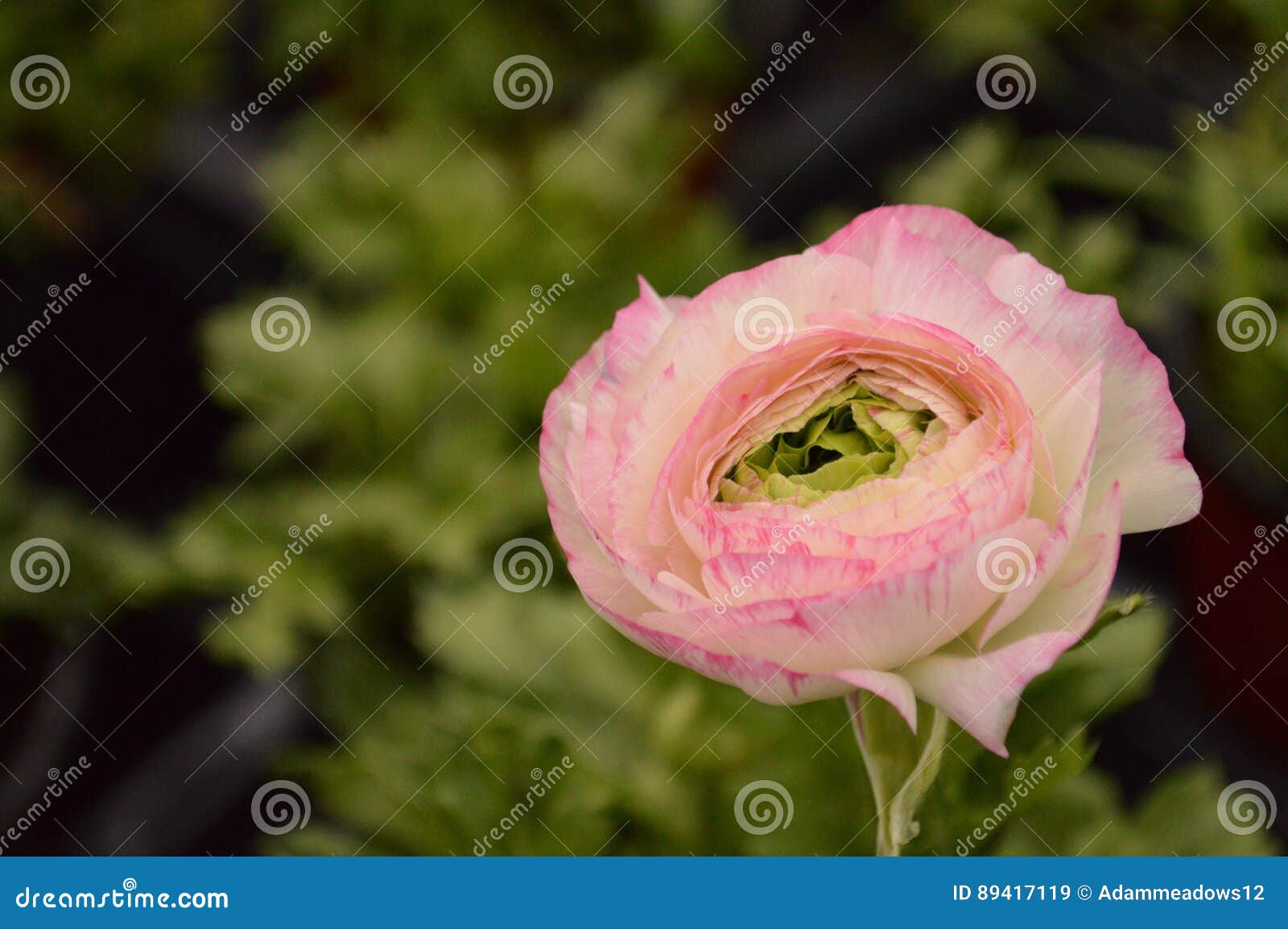 Ranunculus stock image. Image of pink, landscape, blush 89417119