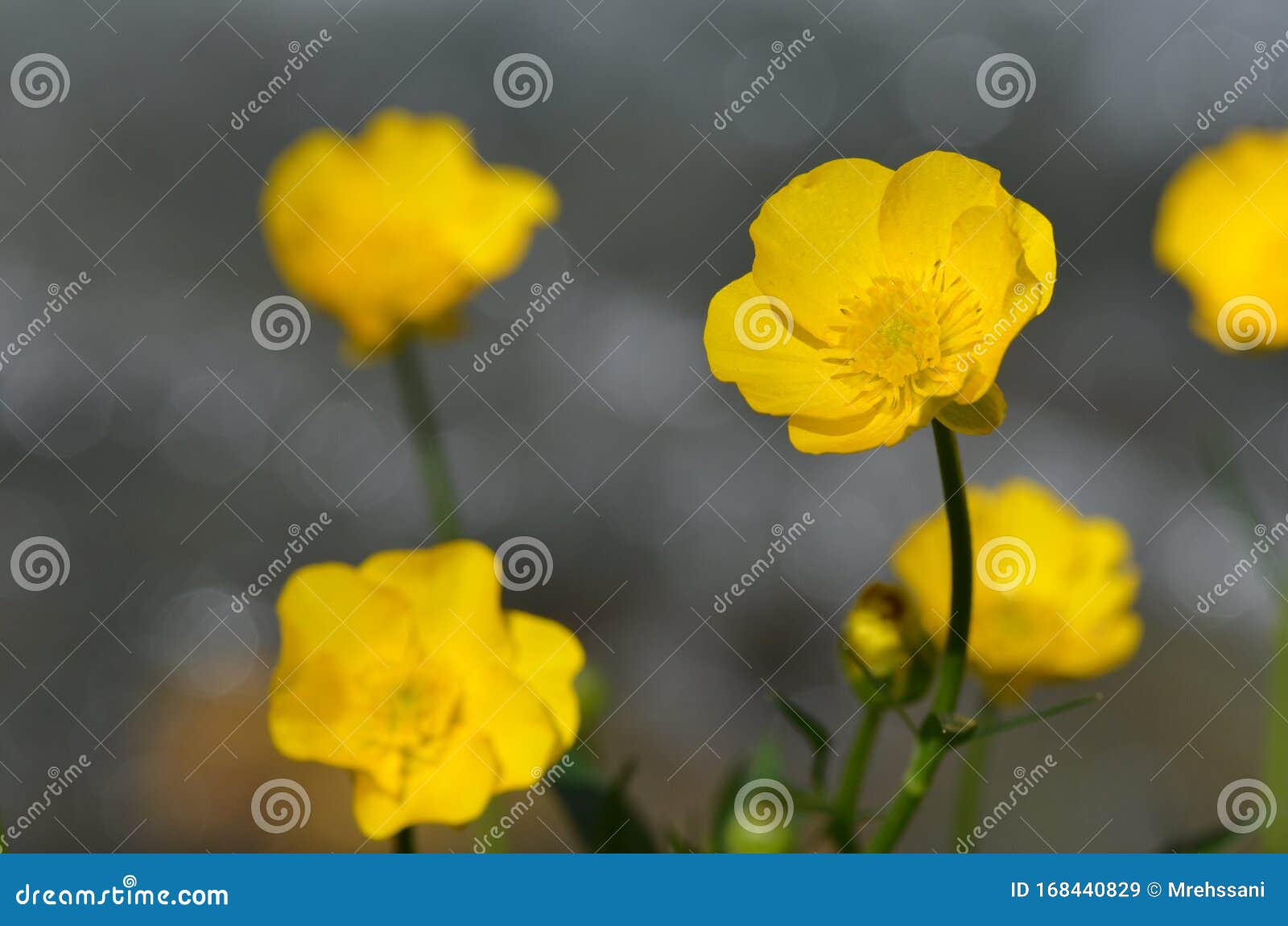 ranunculus repens flower close up