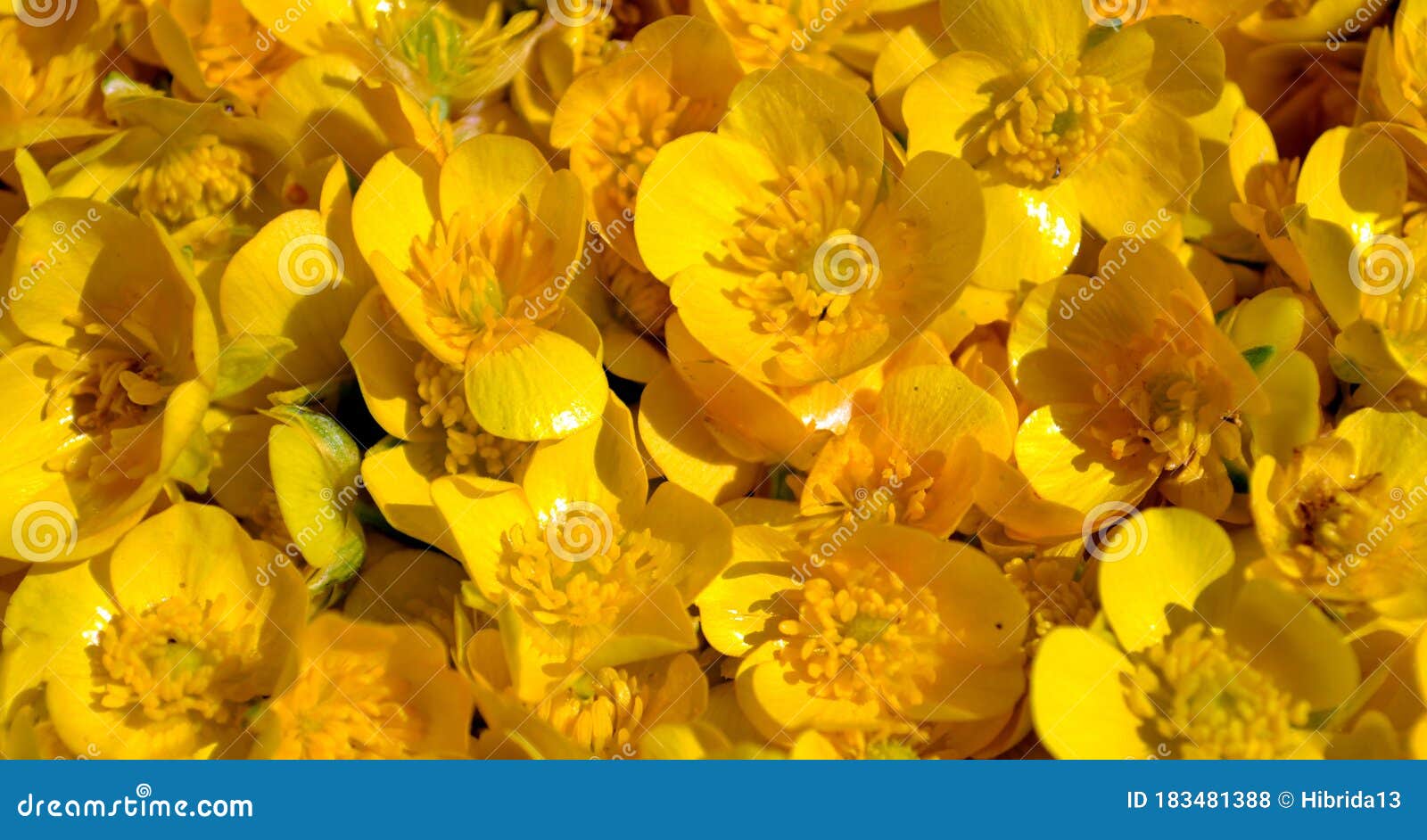 ranunculus repens flowers background