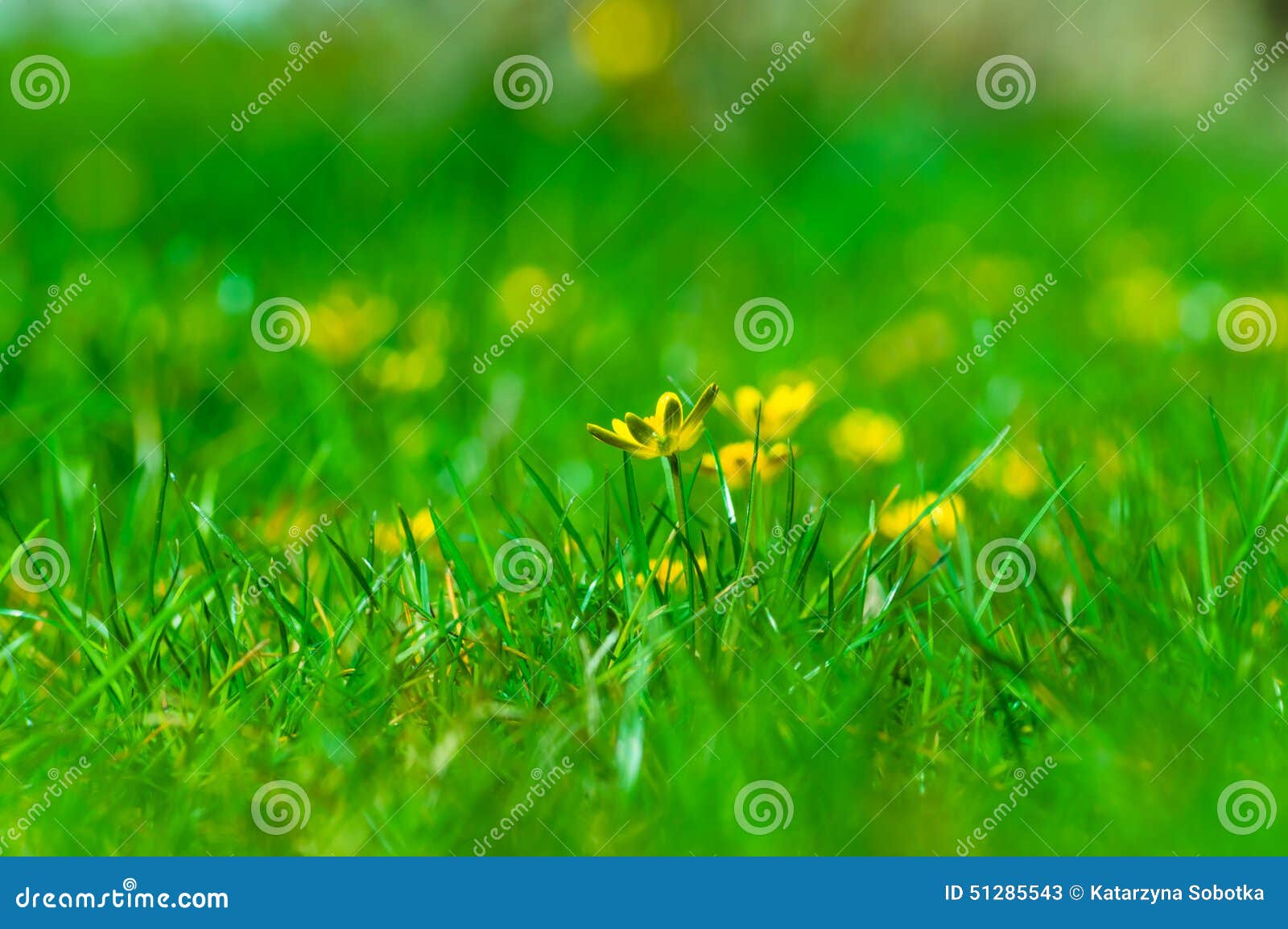 Ranúnculos (acris del ranúnculo). Ranúnculos amarillos perdidos en la hierba verde