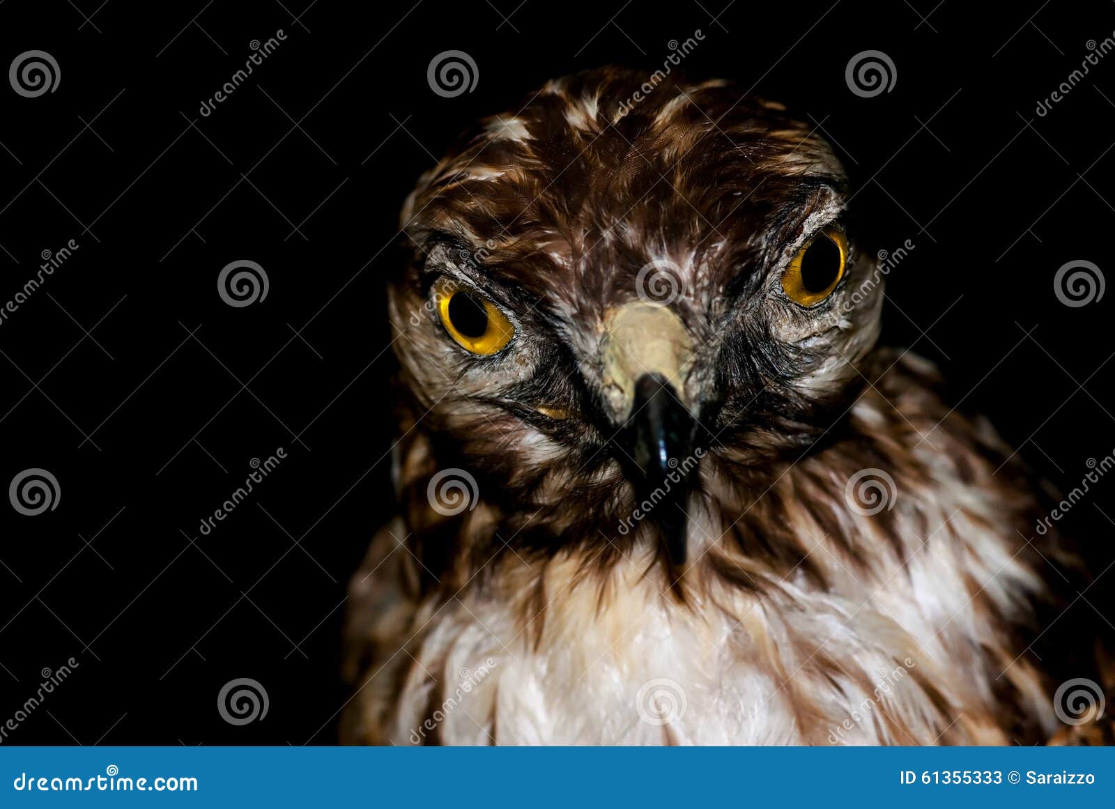 rapacious bird on black background