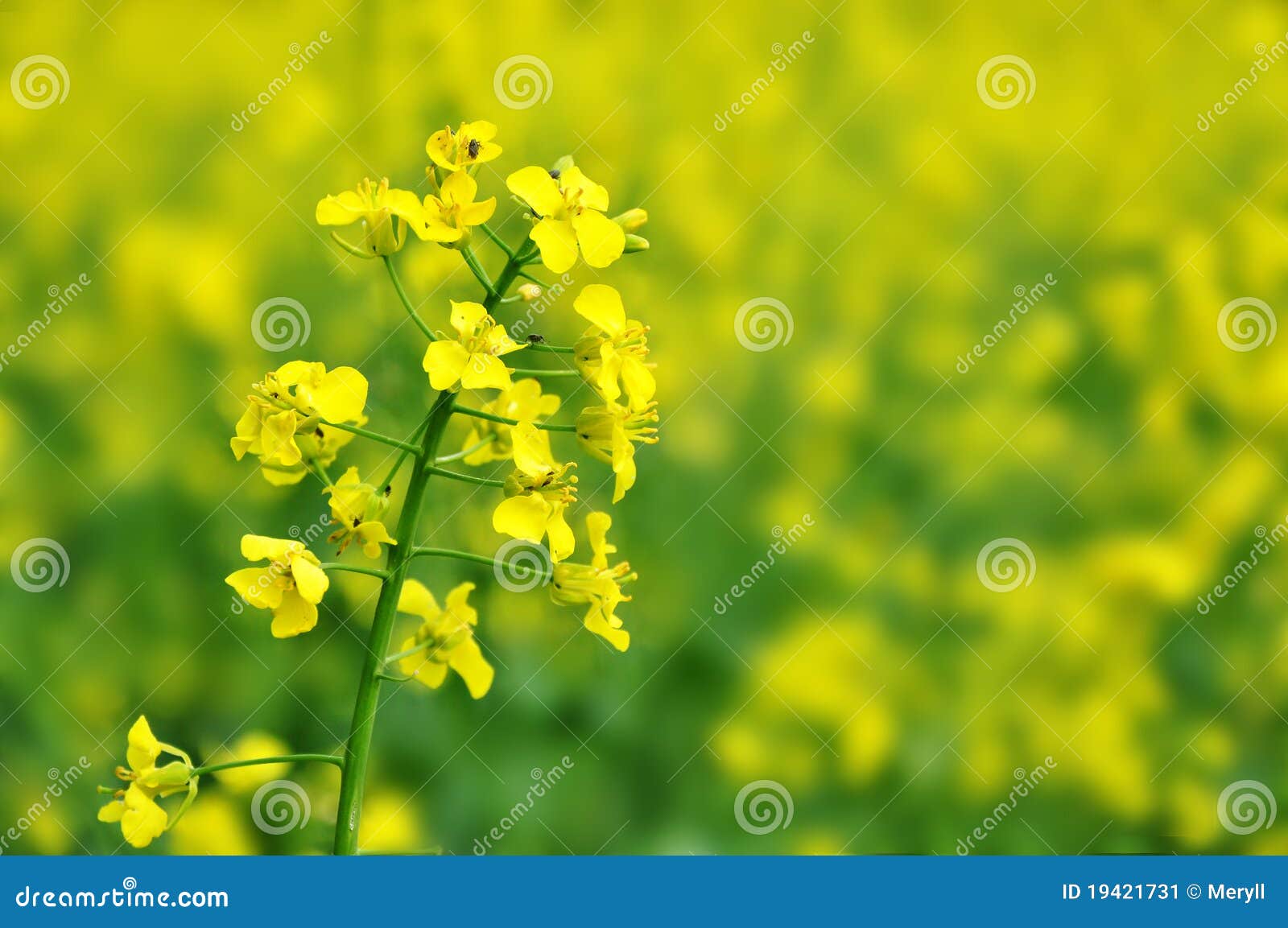 or canola flower, agricultural crop, closeup background.