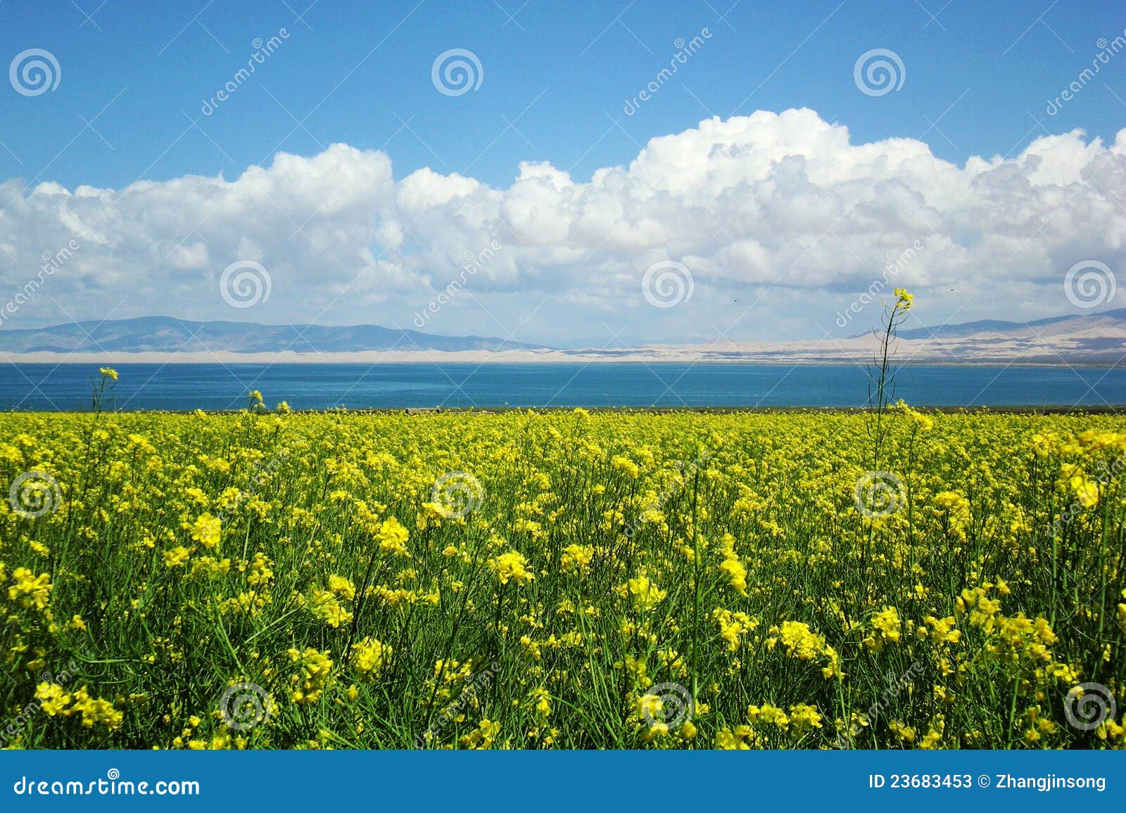 flower near qinghai lake