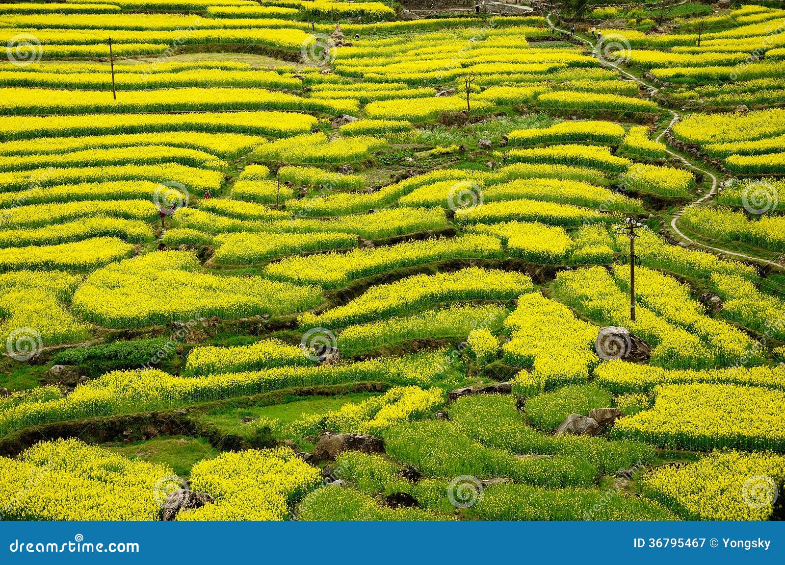 The landscape of flowers in mountain field.