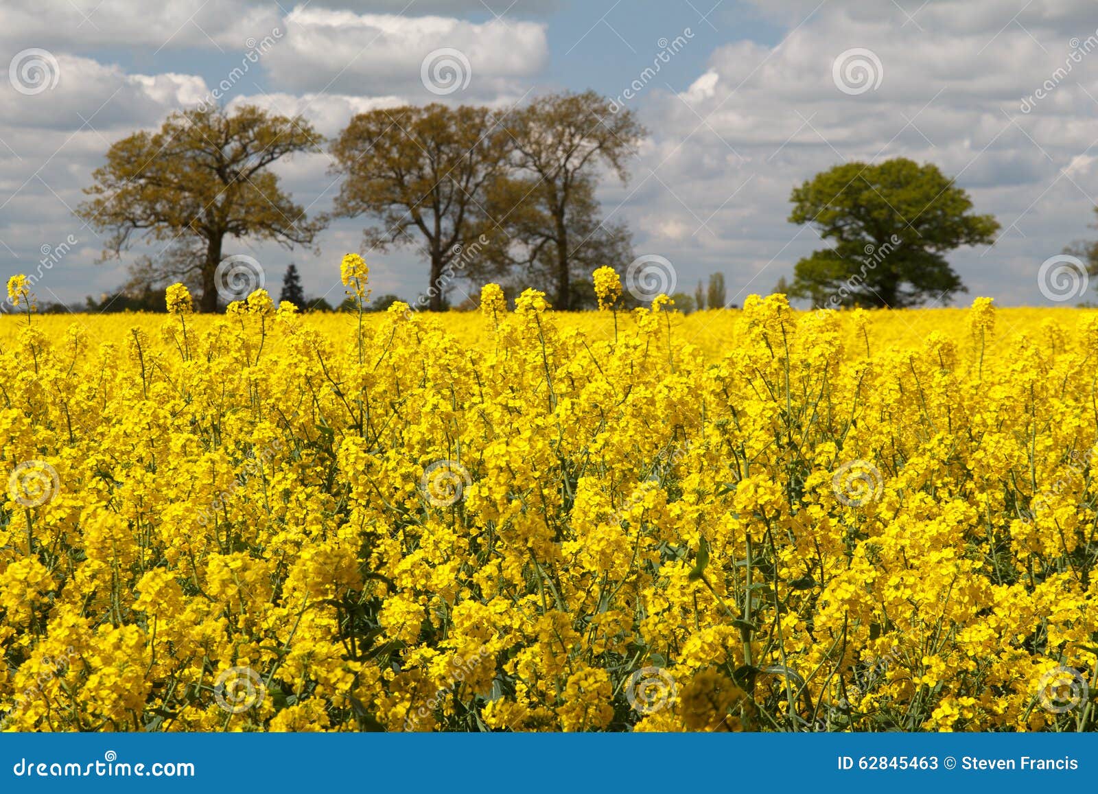 Rape, Mustard Seed Field stock image. Image of spring 62845463