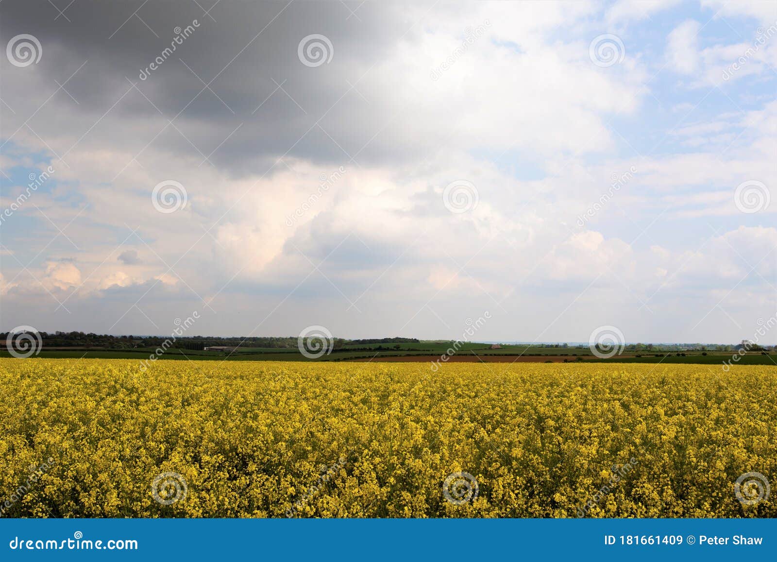 rape seed oil fields, in marr 2, doncaster, south yorkshire.