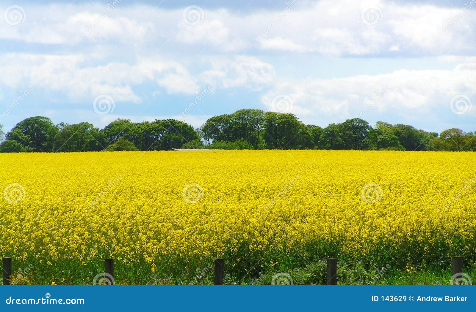 rapeseed