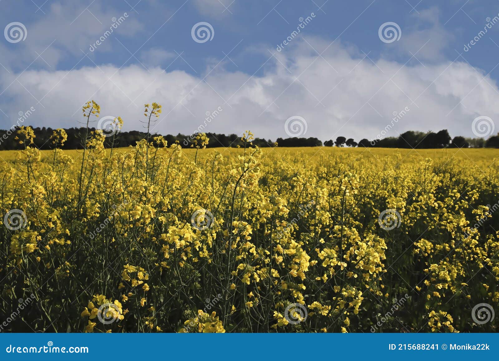 rapeseed field in spring under a cloudy sky.