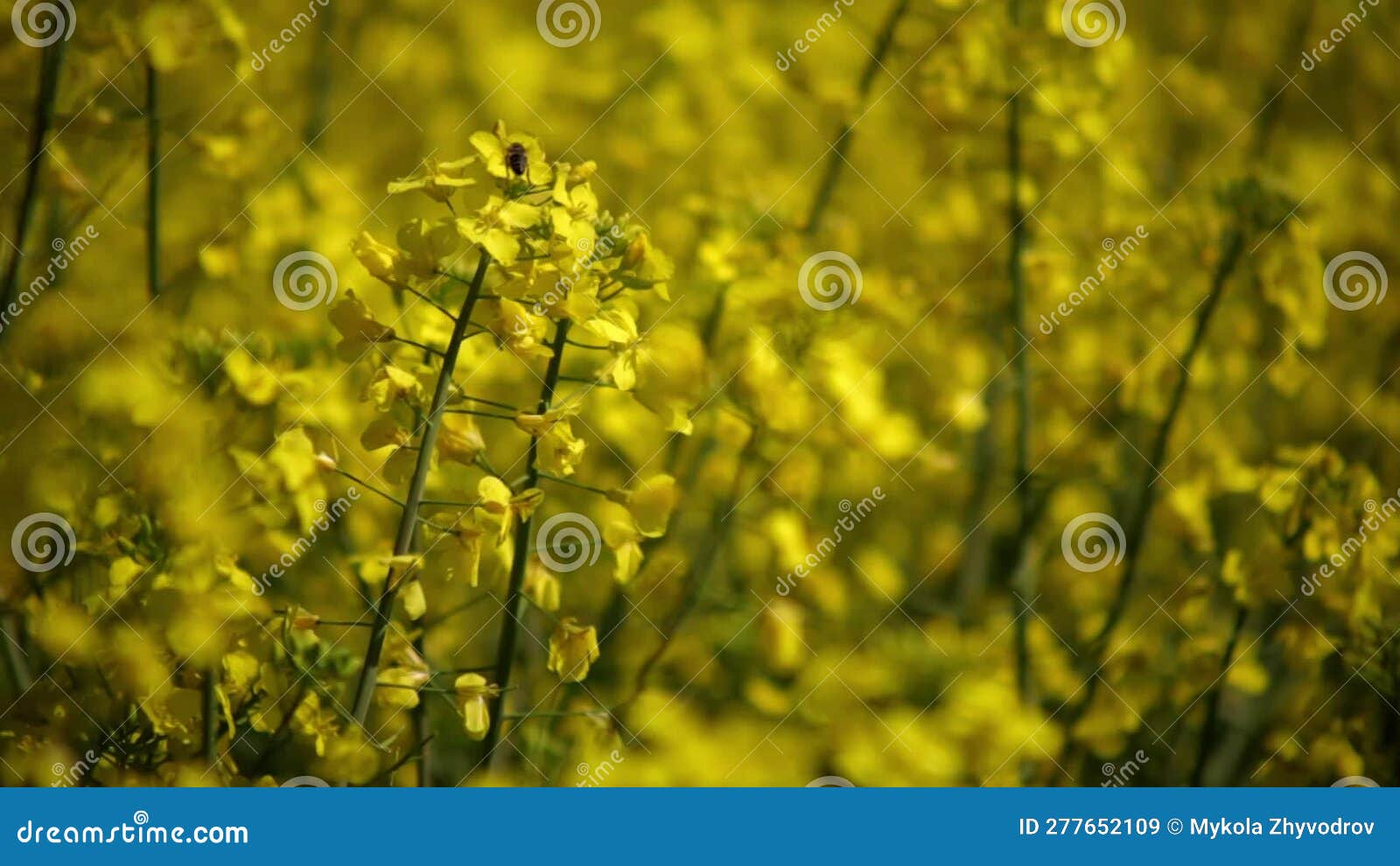 Rapeseed in a Summer Field with a Bee at Sunset Stock Video Video of