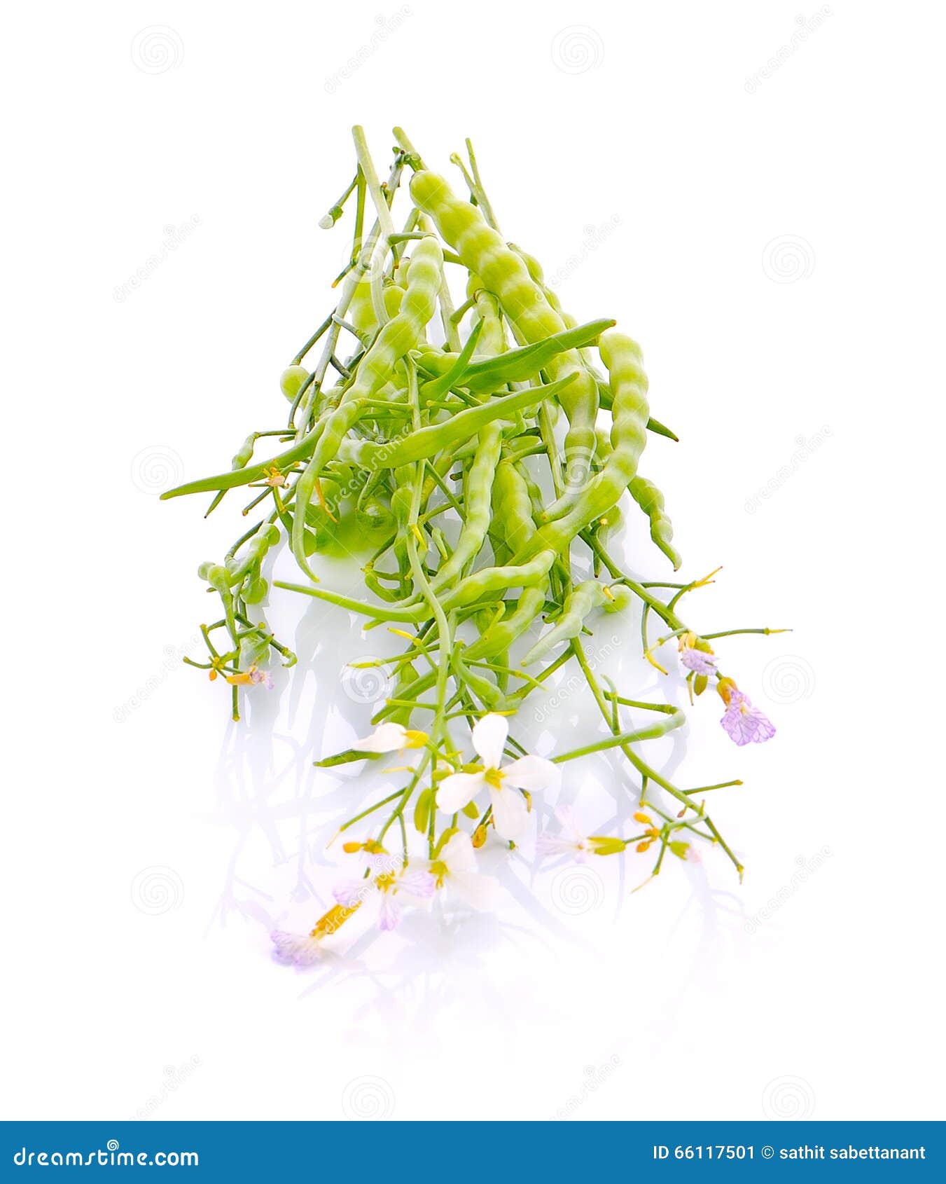 raphanus sativus linn. var. caudatus alef  on white back