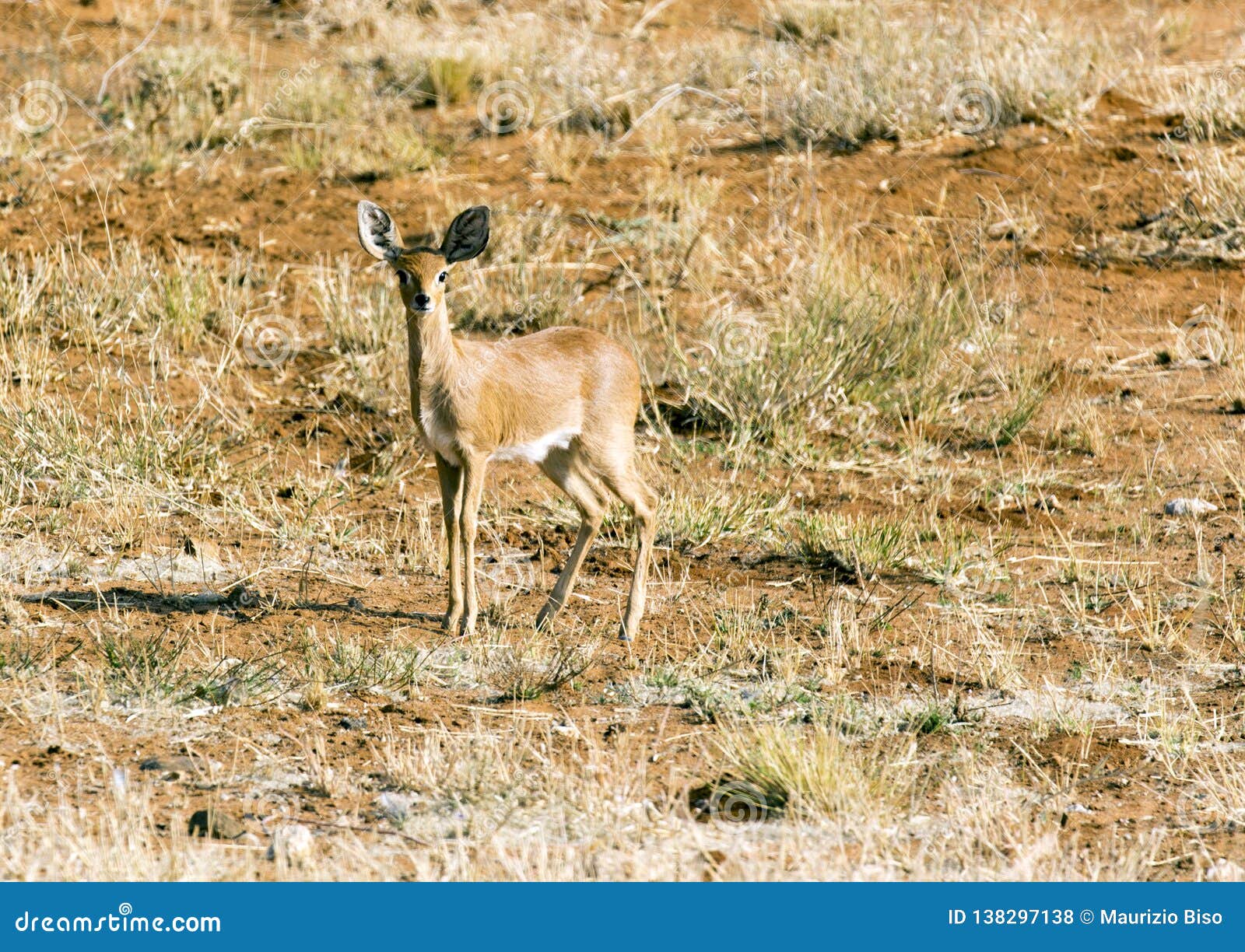 raphicerus campestris in the etosha national park