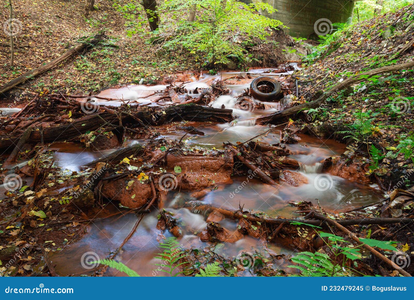 A Forest Stream Flowing in a Swift, Foamy Stream through a Deciduous