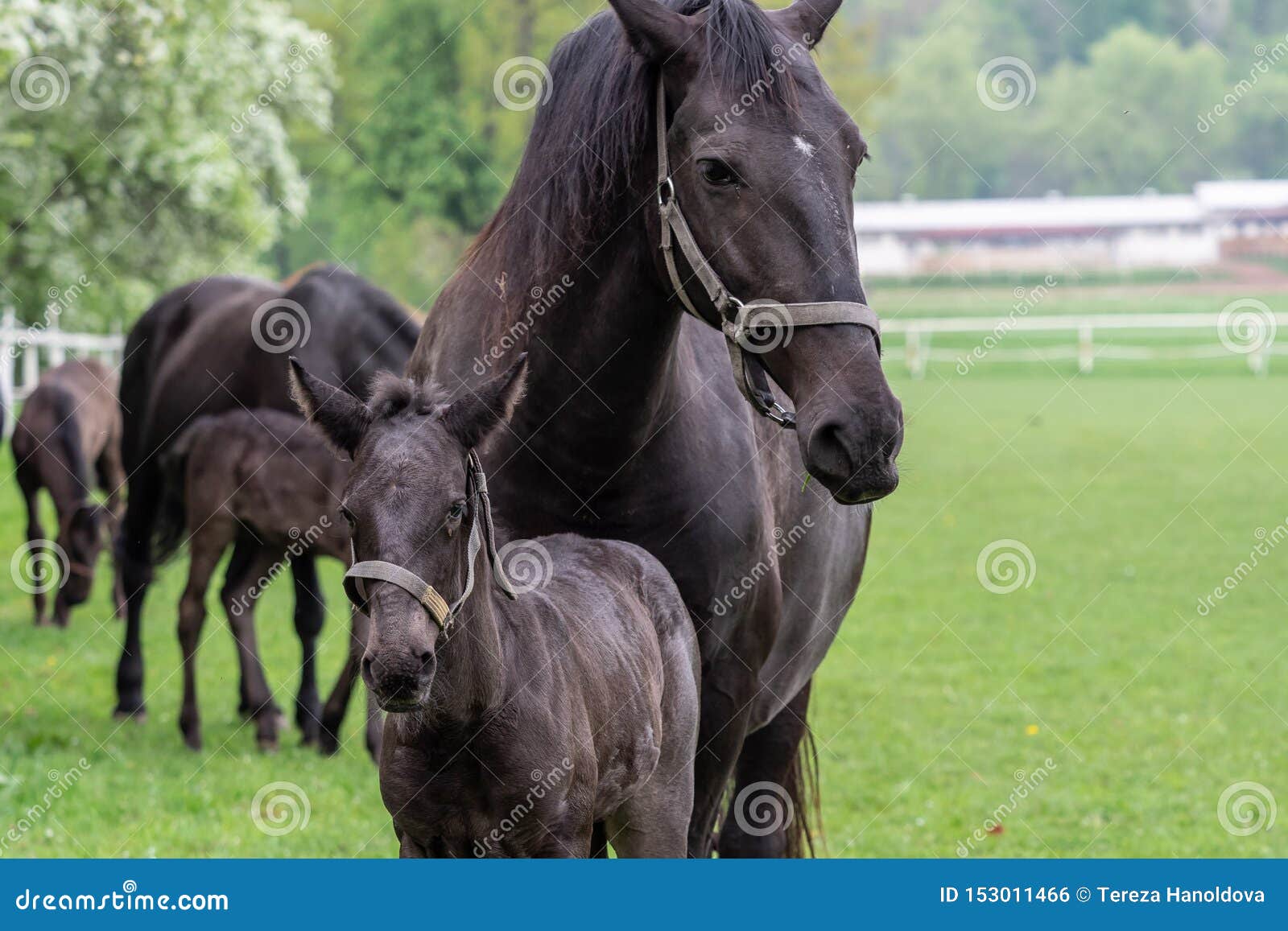 Rappe Stute Mit Fohlen Geburt Des Fohlens Im Fruhjahr Stockfoto Bild Von Fohlens Geburt