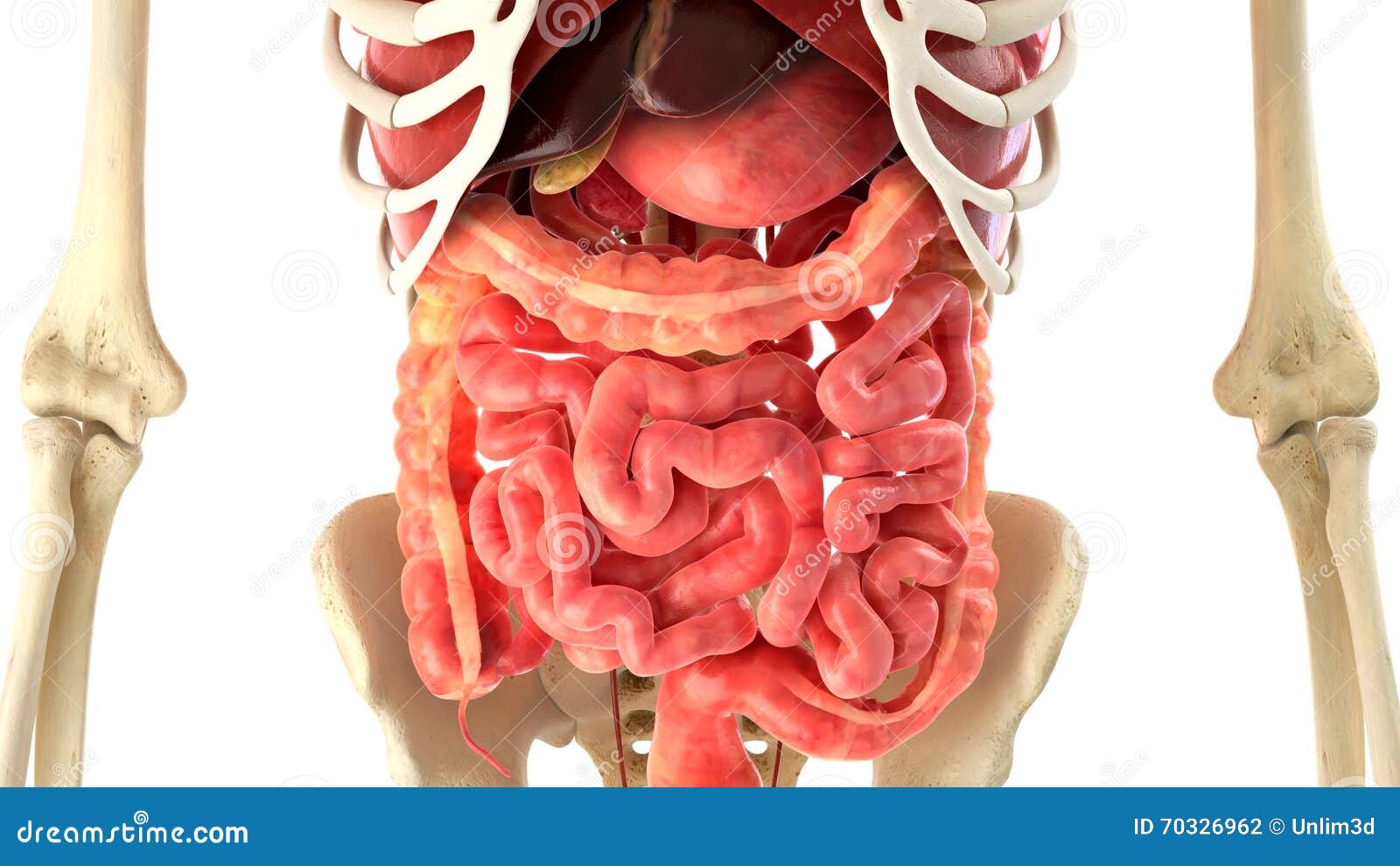 Rappresentazione Degli Organi Interni E Del Corpo Umano 3d Illustrazione Di Stock Illustrazione Di Vita Circolatorio