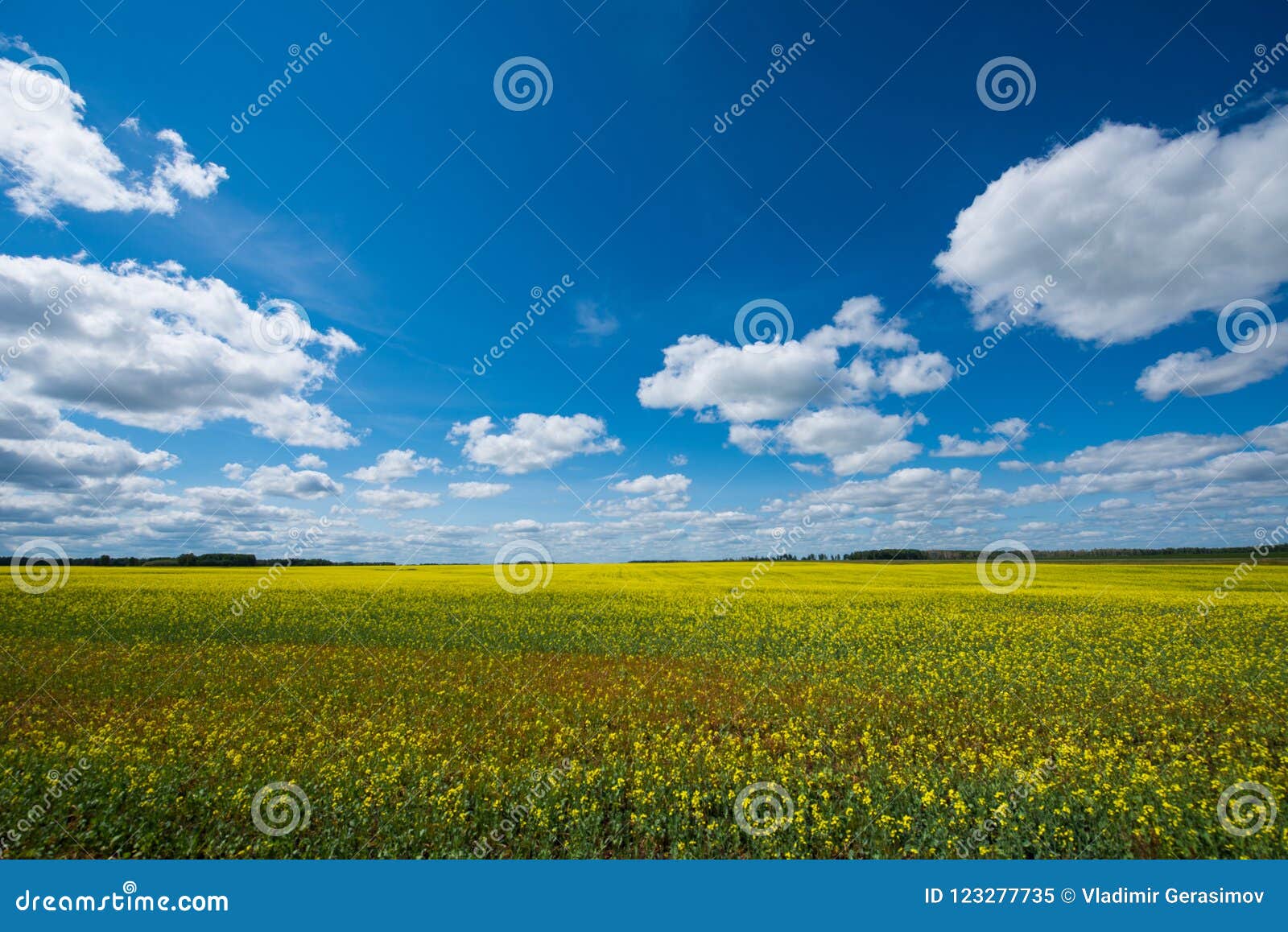 Rapssamenfelder in der Tyumen-Region mit einem blauen Himmel und weißen Wolken