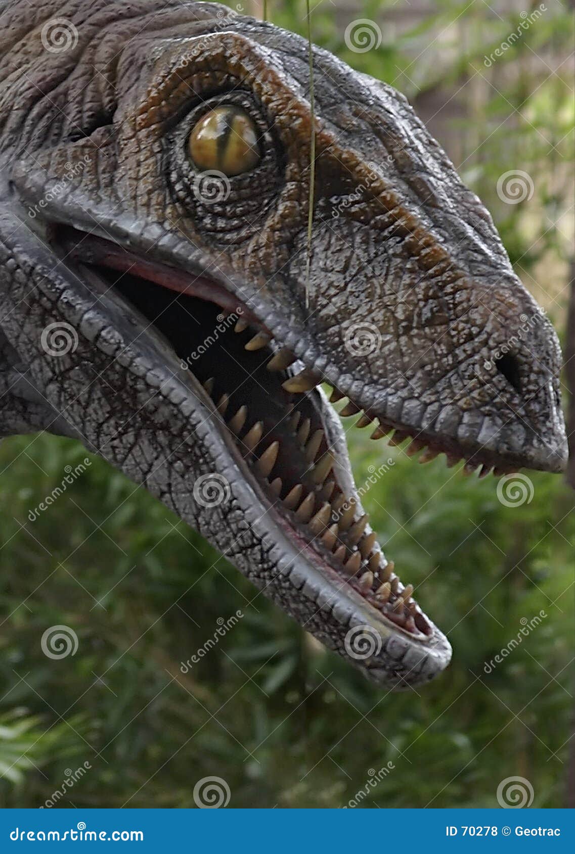 1 322 Raptor Dinosaur Photos Free Royalty Free Stock Photos From Dreamstime