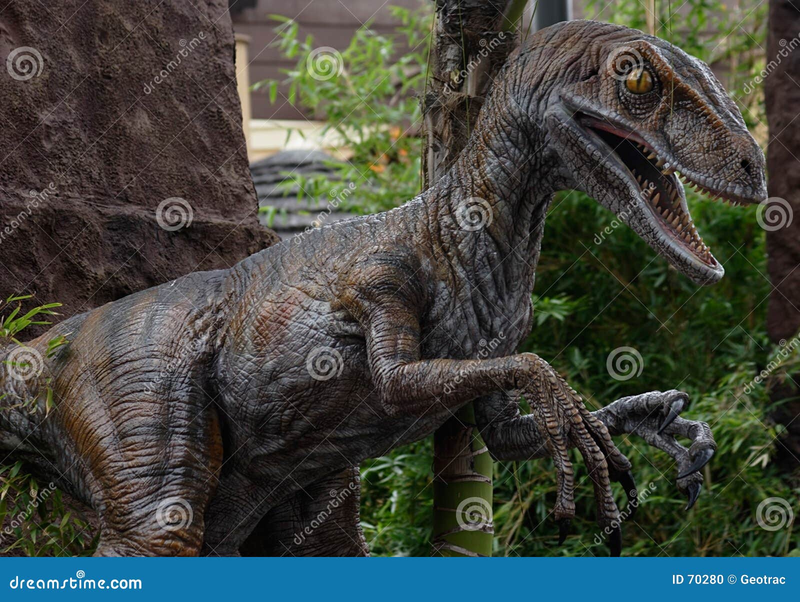 9,800+ Raptor Dinosaur Stock Photos, Pictures & Royalty-Free Images -  iStock