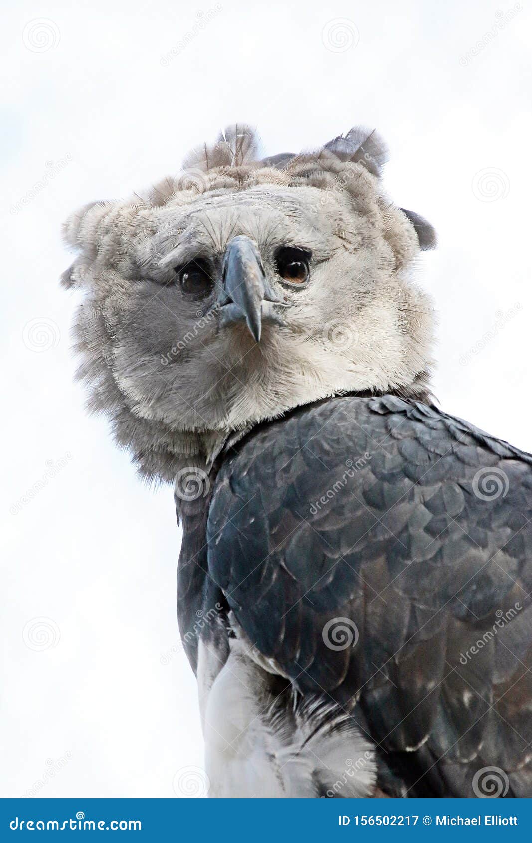 Raptor Harpy Eagle. Retrato de cerca del águila neotrópica depredadora de América del Sur y Central